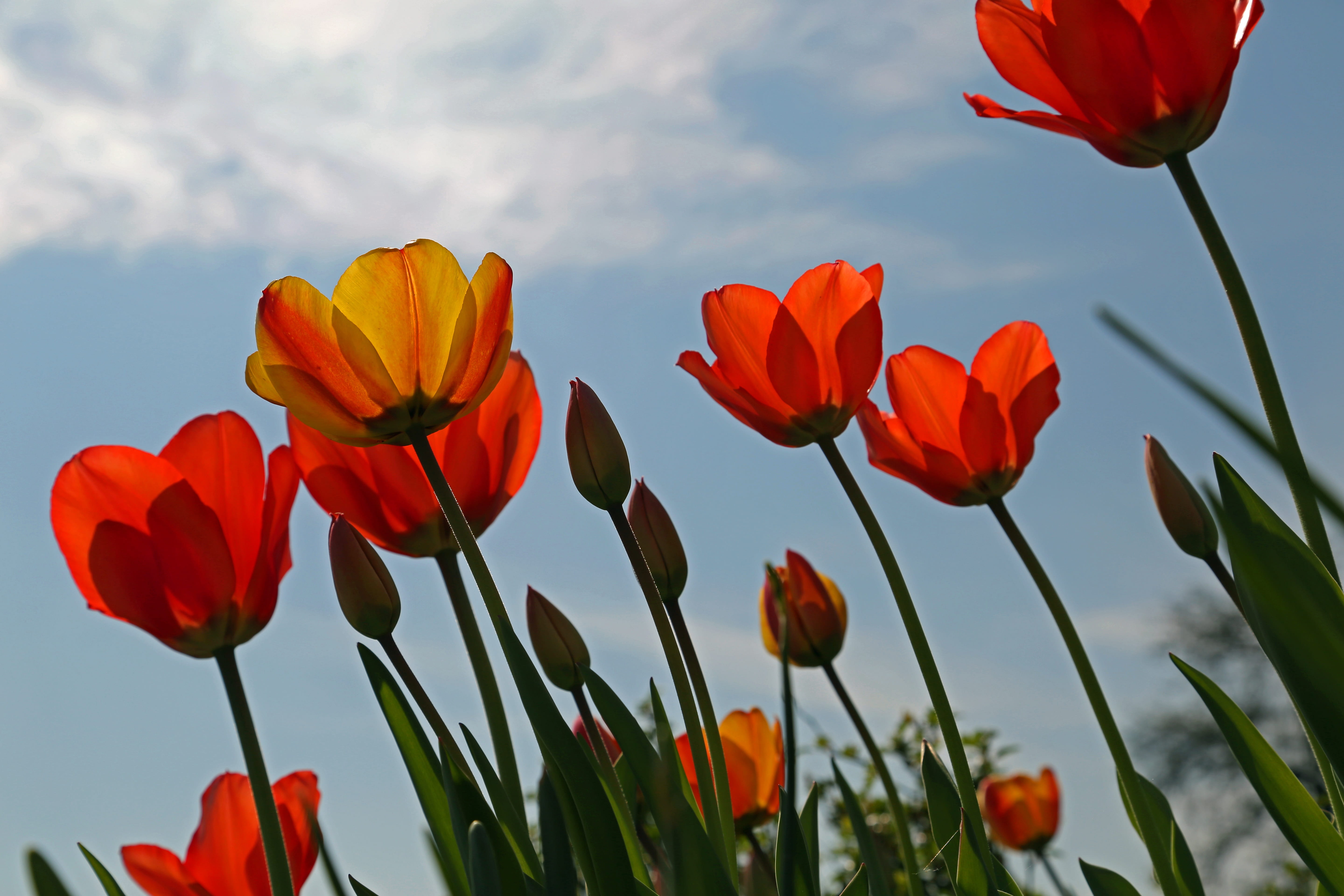 color, nature, natural, colorful, garden, growth, inflorescence, summer, frühlingsanfang, green, macro, flowers, orange color, bloom, spring, petal, leaves, HD Wallpaper