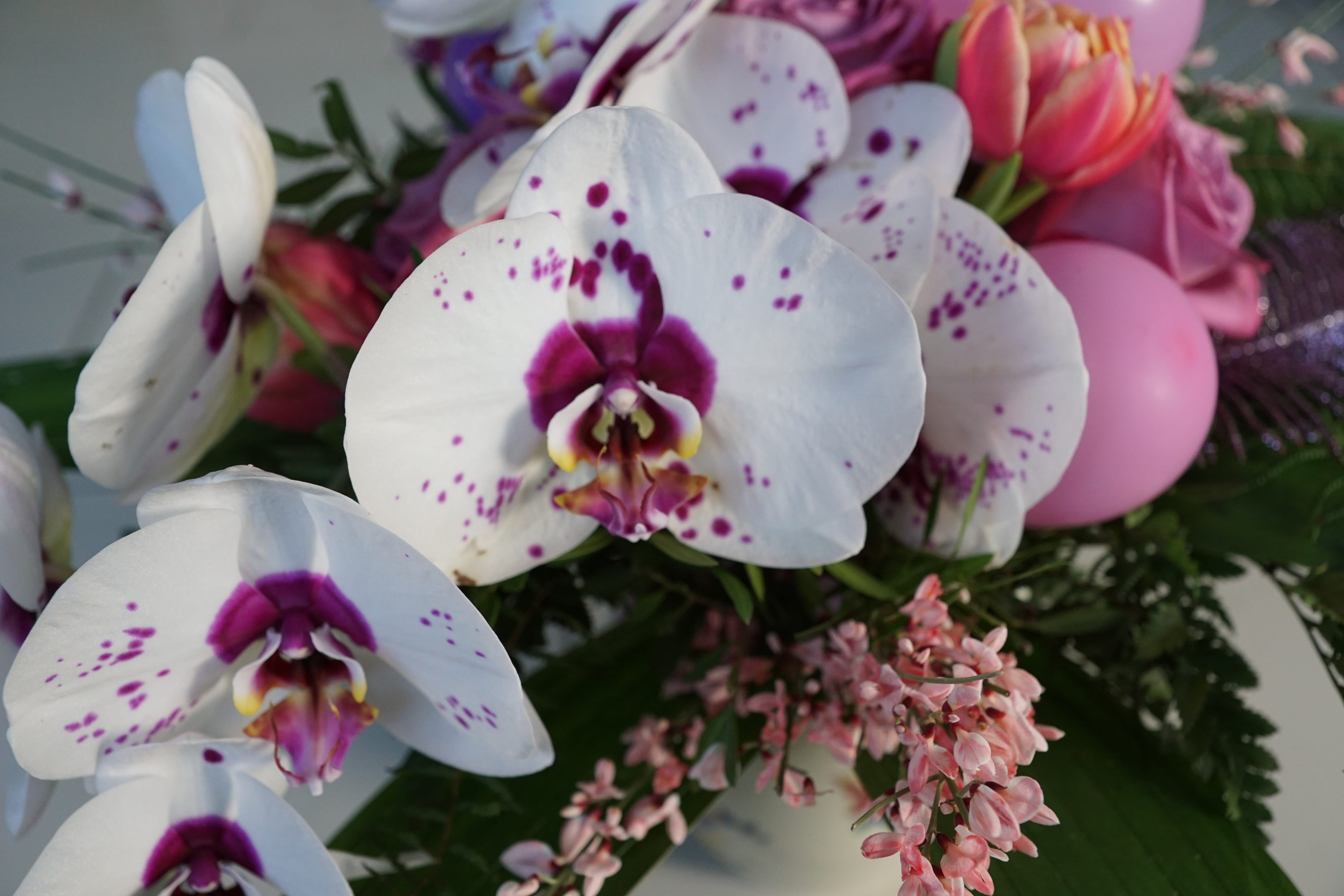 botany, beauty in nature, stamen, cosmetics, luftbalon, tulip, pink color, fragility, strauss, springtime, growth, pentecost, plant, flower head, park, HD Wallpaper