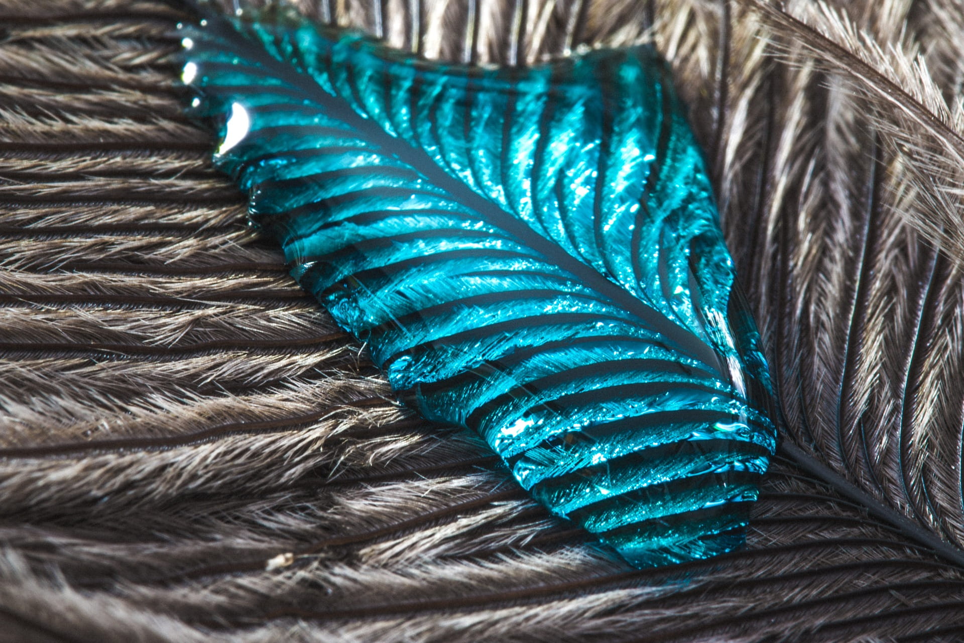 animal, green color, silk, nature, close-up, animal themes, bird, drop, moist, strauss, soft, indoors, backgrounds, day, vertebrate, droplet, turquoise colored, HD Wallpaper