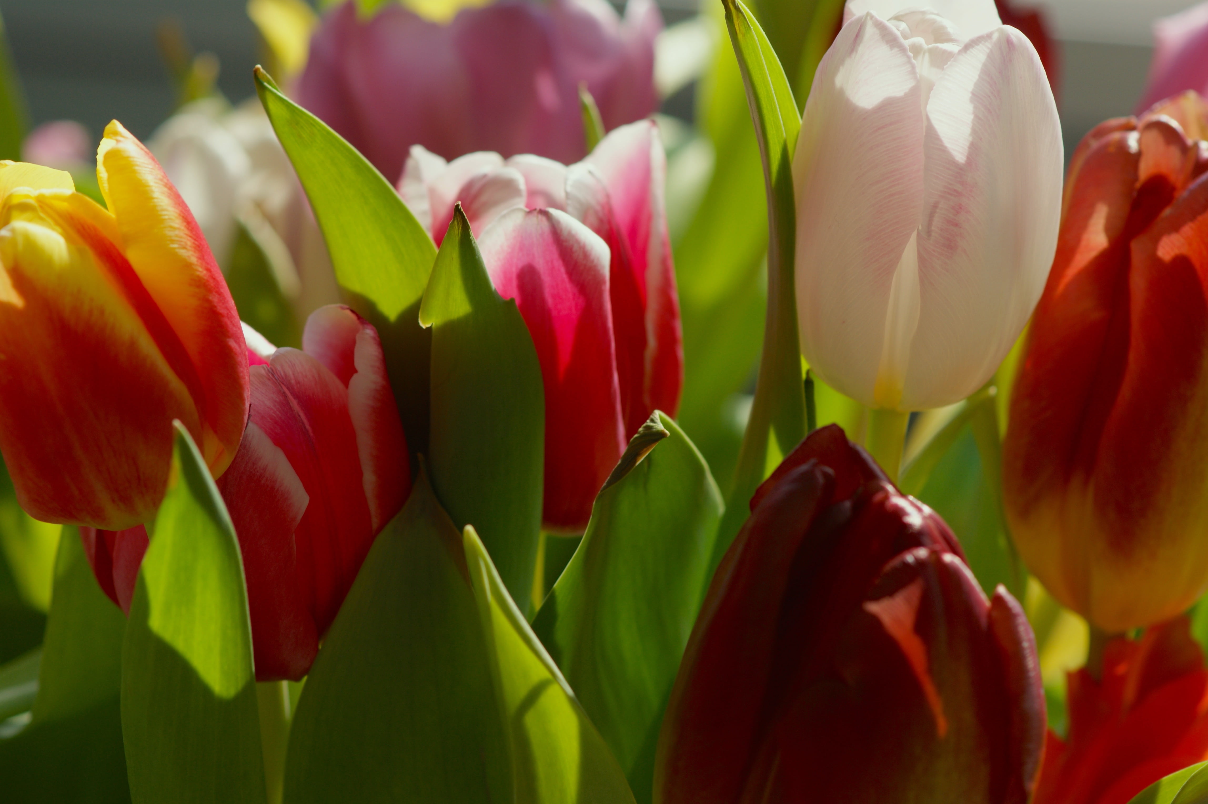 leaf, springtime, day, petal, vulnerability, flora, flowering plant, spring, 4K, sun, inflorescence, strauss, focus on foreground, fragility, flower, outdoors, HD Wallpaper