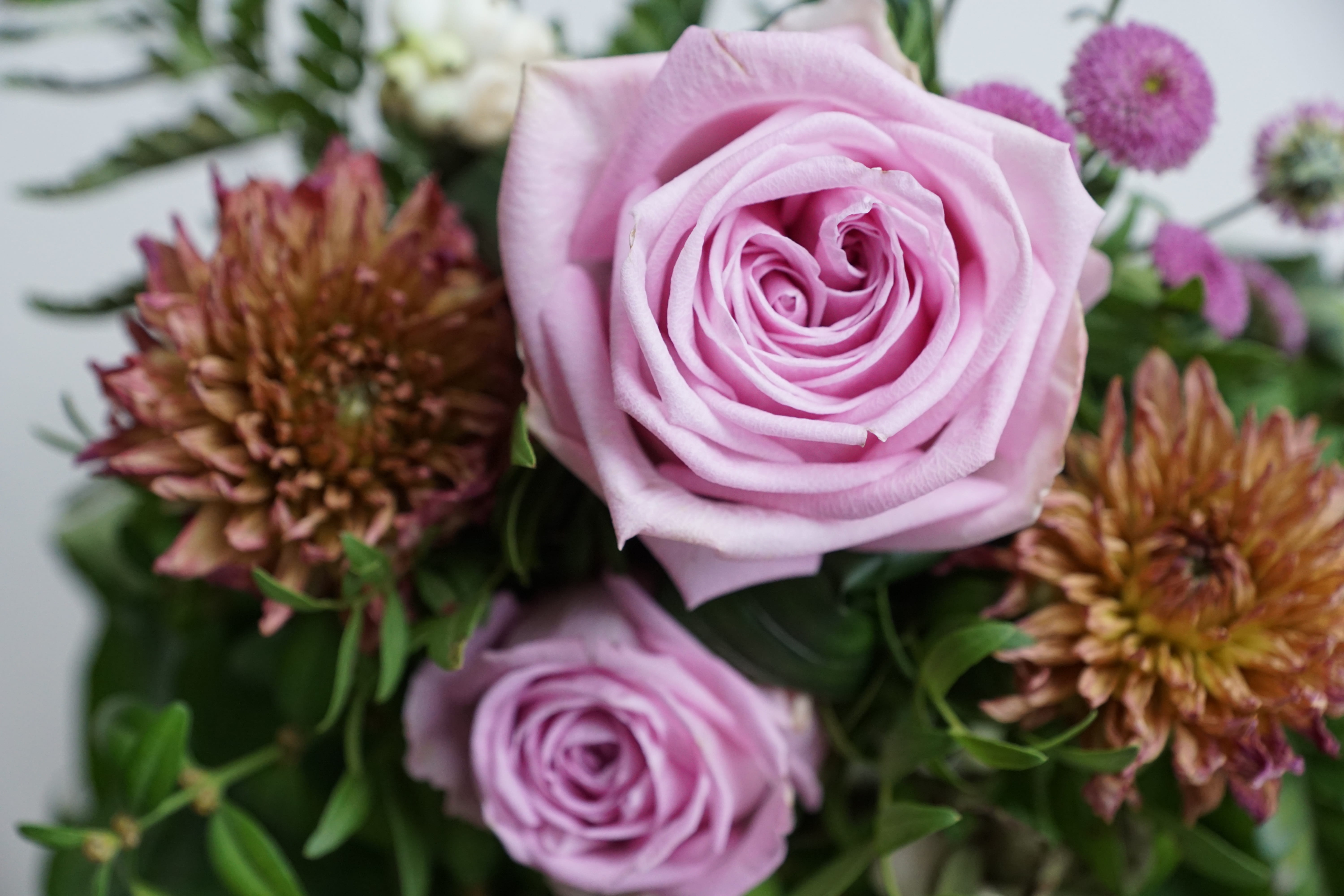flowers, purple, rose, postcard, fragility, beautiful, birthday, outdoors, focus on foreground, celebration, inflorescence, spa, perfume, gift, petal, close-up, HD Wallpaper