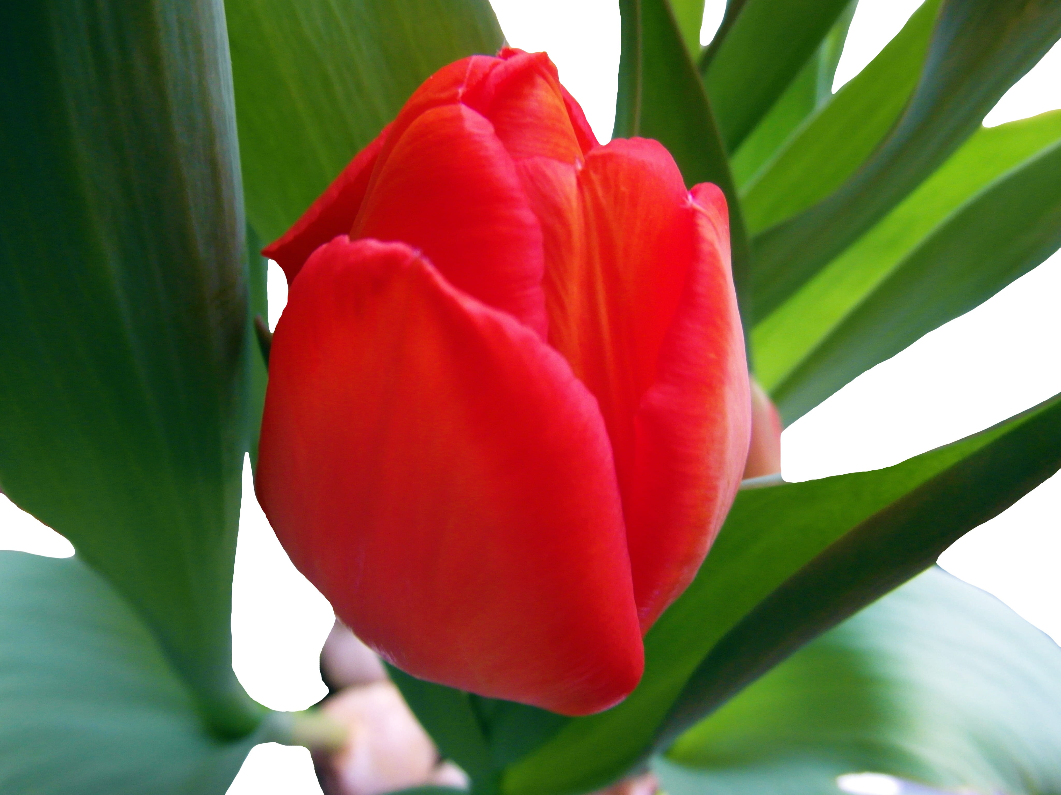 vulnerability, nature, flower, day, plant, outdoors, plant part, fragility, 4K, red, inflorescence, close-up, blossom, growth, bloom, beauty in nature, HD Wallpaper