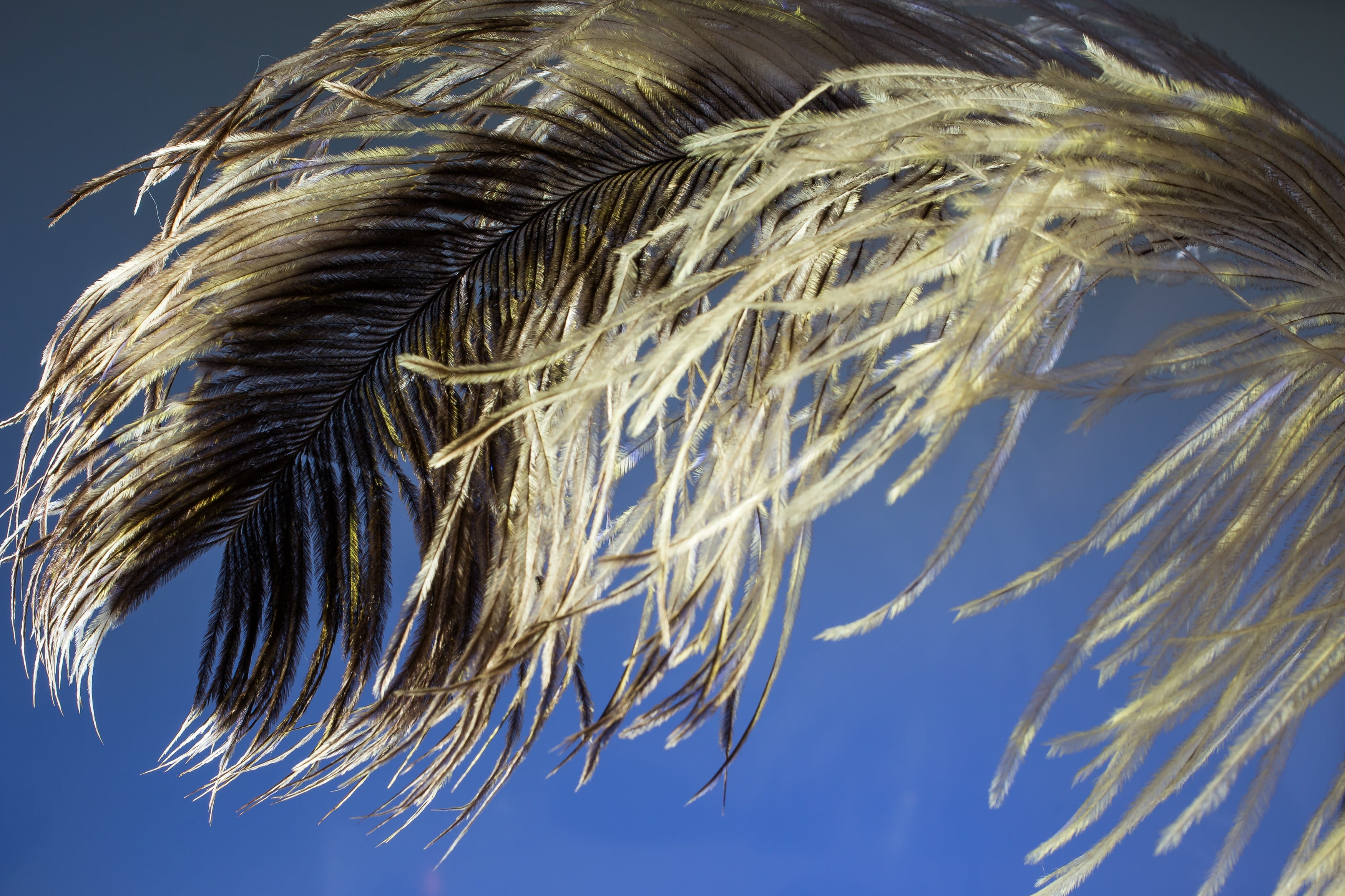 barley, crop, growth, 2K, nature, day, plant, cloud - sky, bird feather, tender, blue, close-up, feather, strauss spring, close, no people, sky, plumage, HD Wallpaper