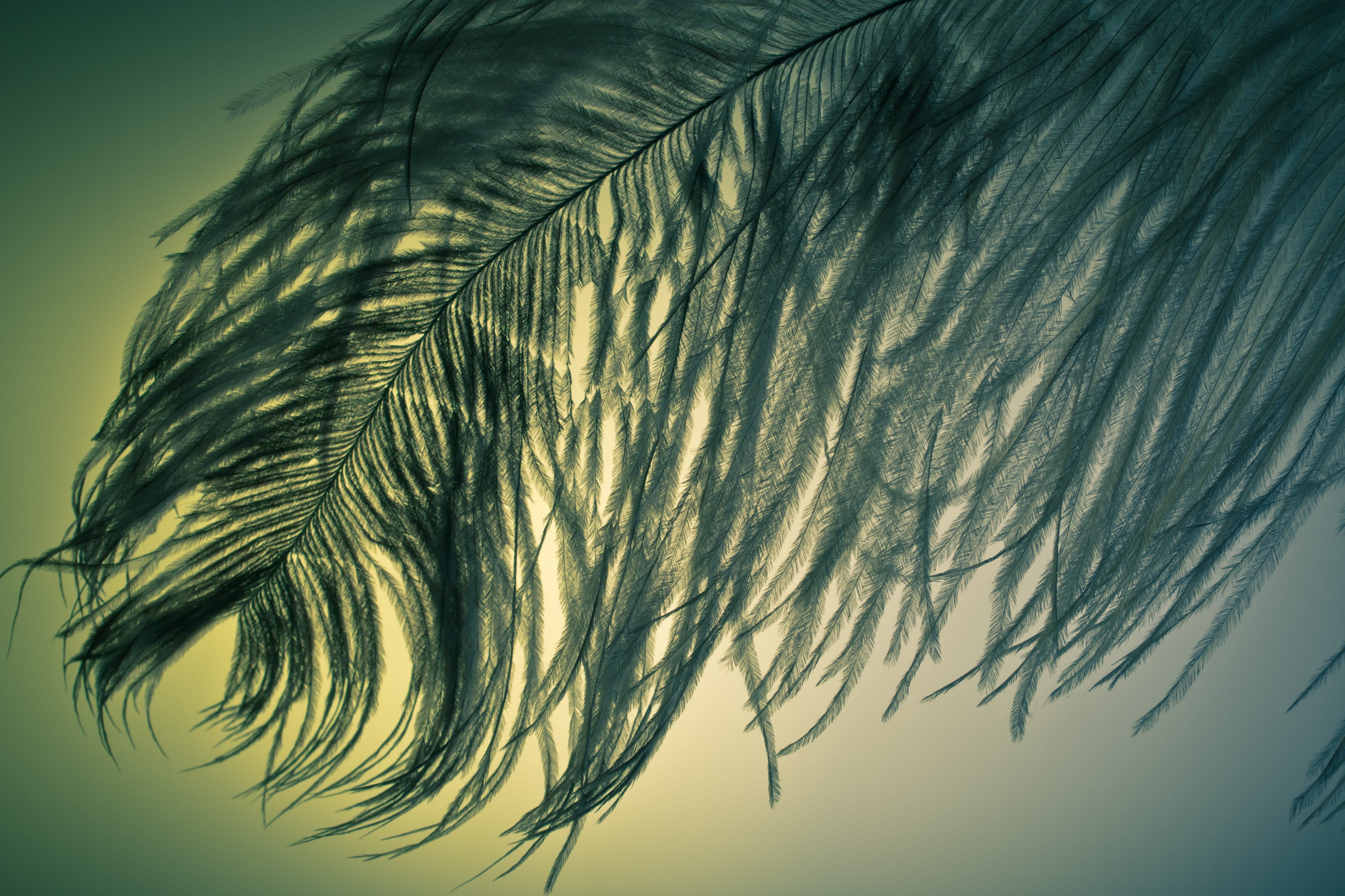 ease, sky, scenics - nature, bird, strauss, spring dress, environment, outdoors, palm leaf, close-up, close, plumage, bird feather, sunset, strauss spring, HD Wallpaper