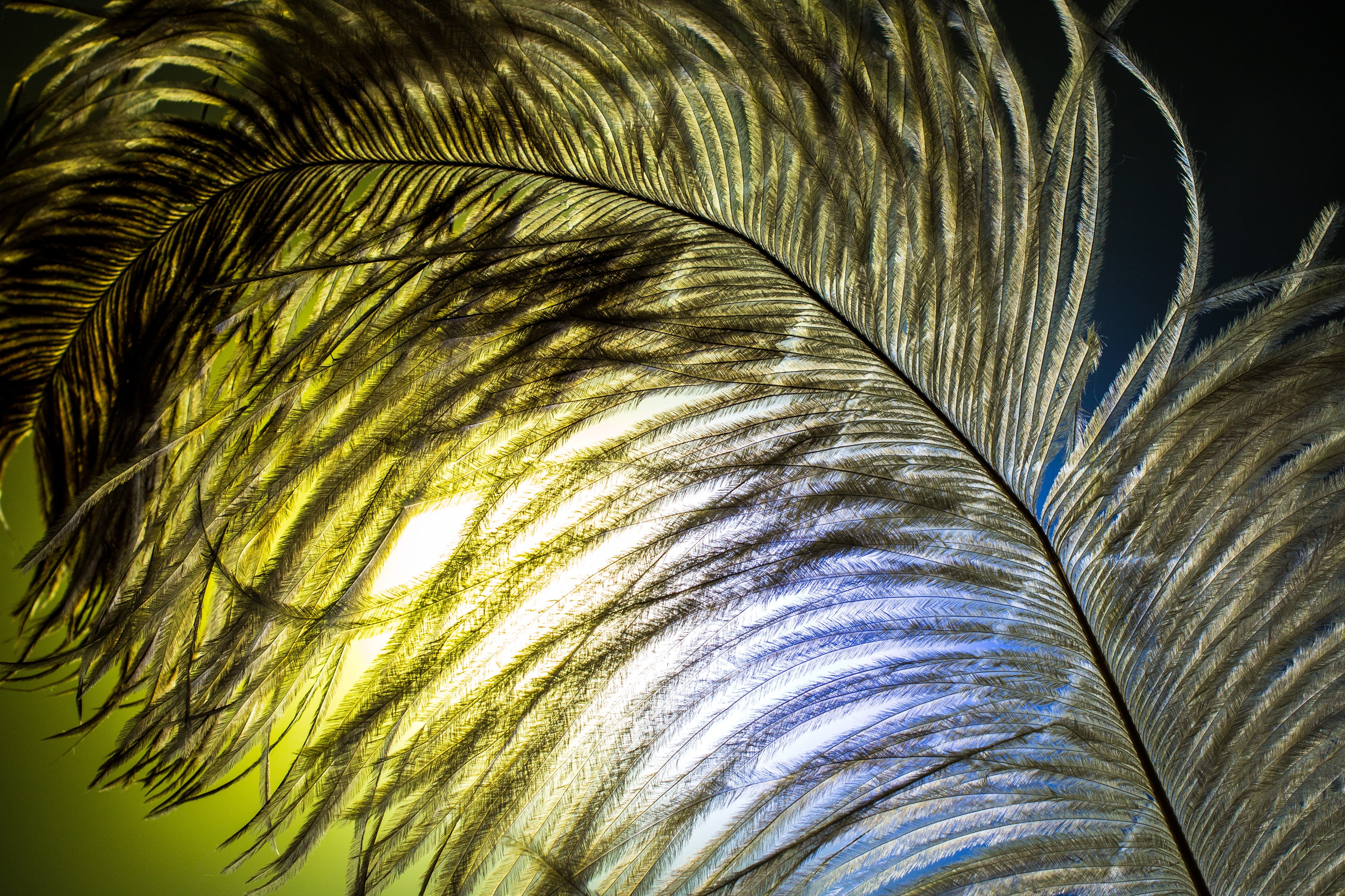 plumage, palm leaf, strauss spring, pattern, leaf, plant, spring dress, fragility, full frame, ease, vulnerability, beauty in nature, tropical climate, HD Wallpaper