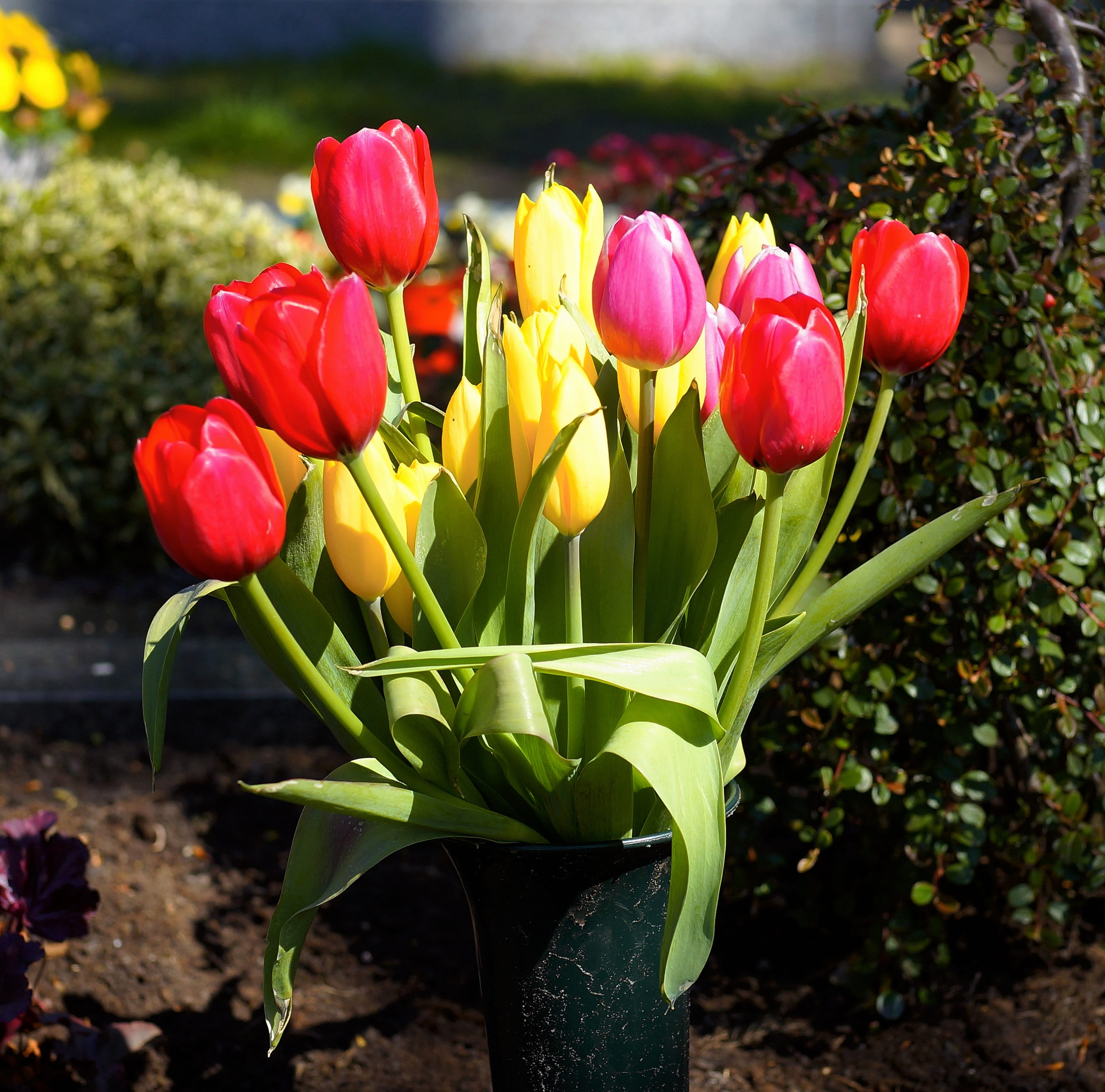 flowerbed, 2K, leaf, multi colored, many, nature, vulnerability, petal, still life, flowering plant, Flowers, color, close-up, flower, inflorescence, flower arrangement, HD Wallpaper