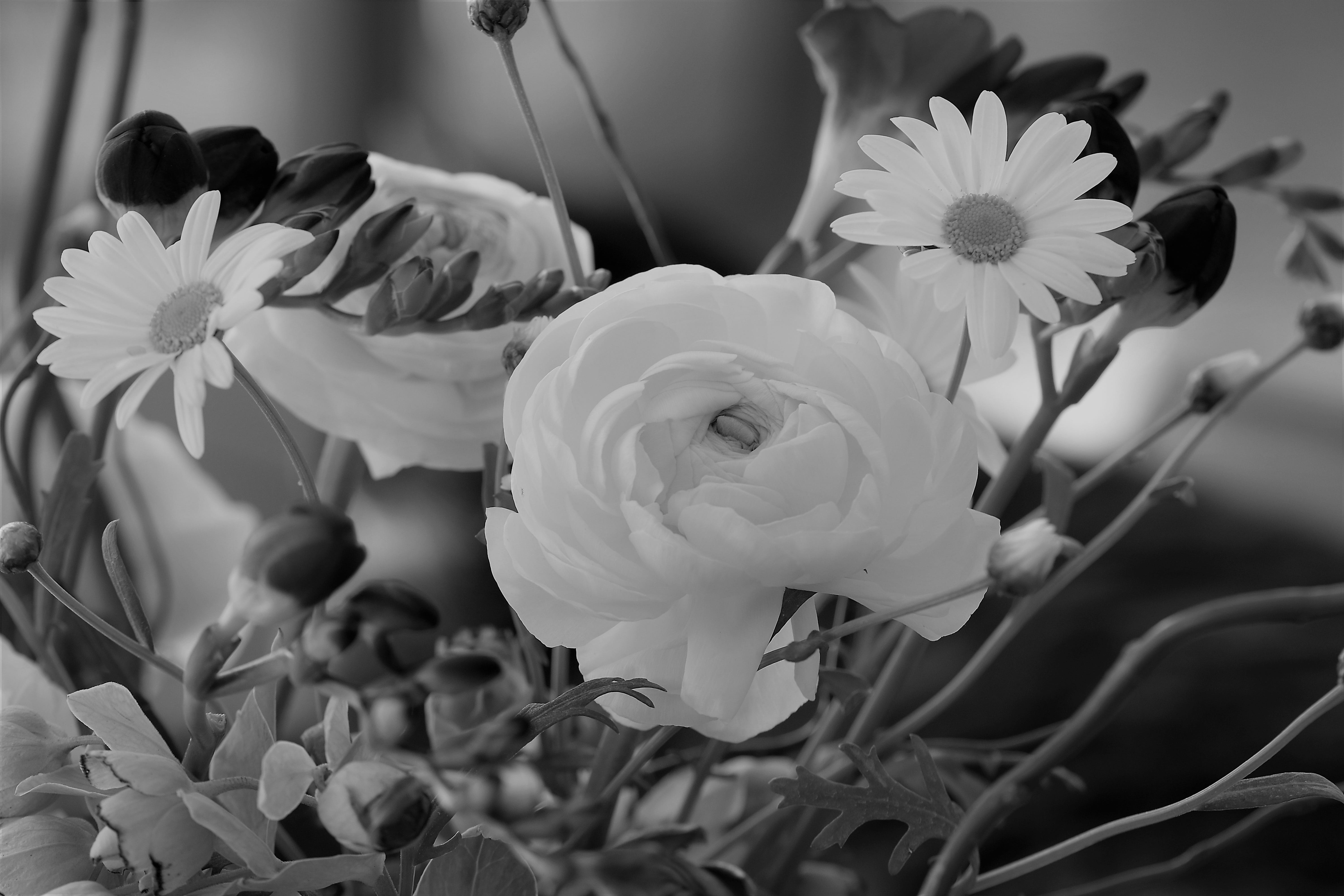 botany, focus on foreground, close, ranunculus, bouquet, flower head, freshness, no people, inflorescence, close-up, nature, Bloom, petal, black And White, HD Wallpaper