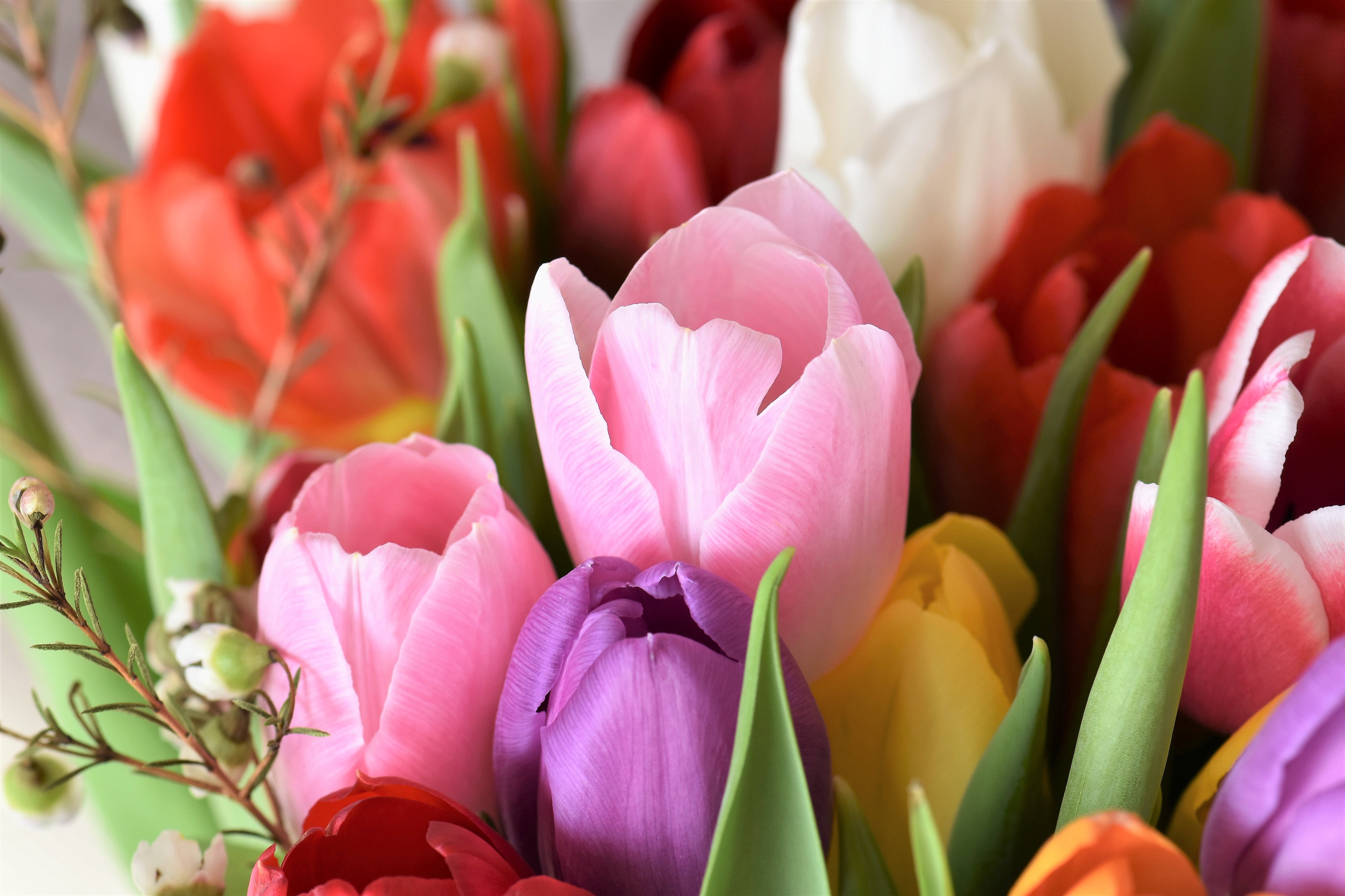 bunch of flowers, colorful, no people, tulip, assorted, flower arrangement, close-up, inflorescence, beauty in nature, strauss, freshness, focus on foreground, HD Wallpaper