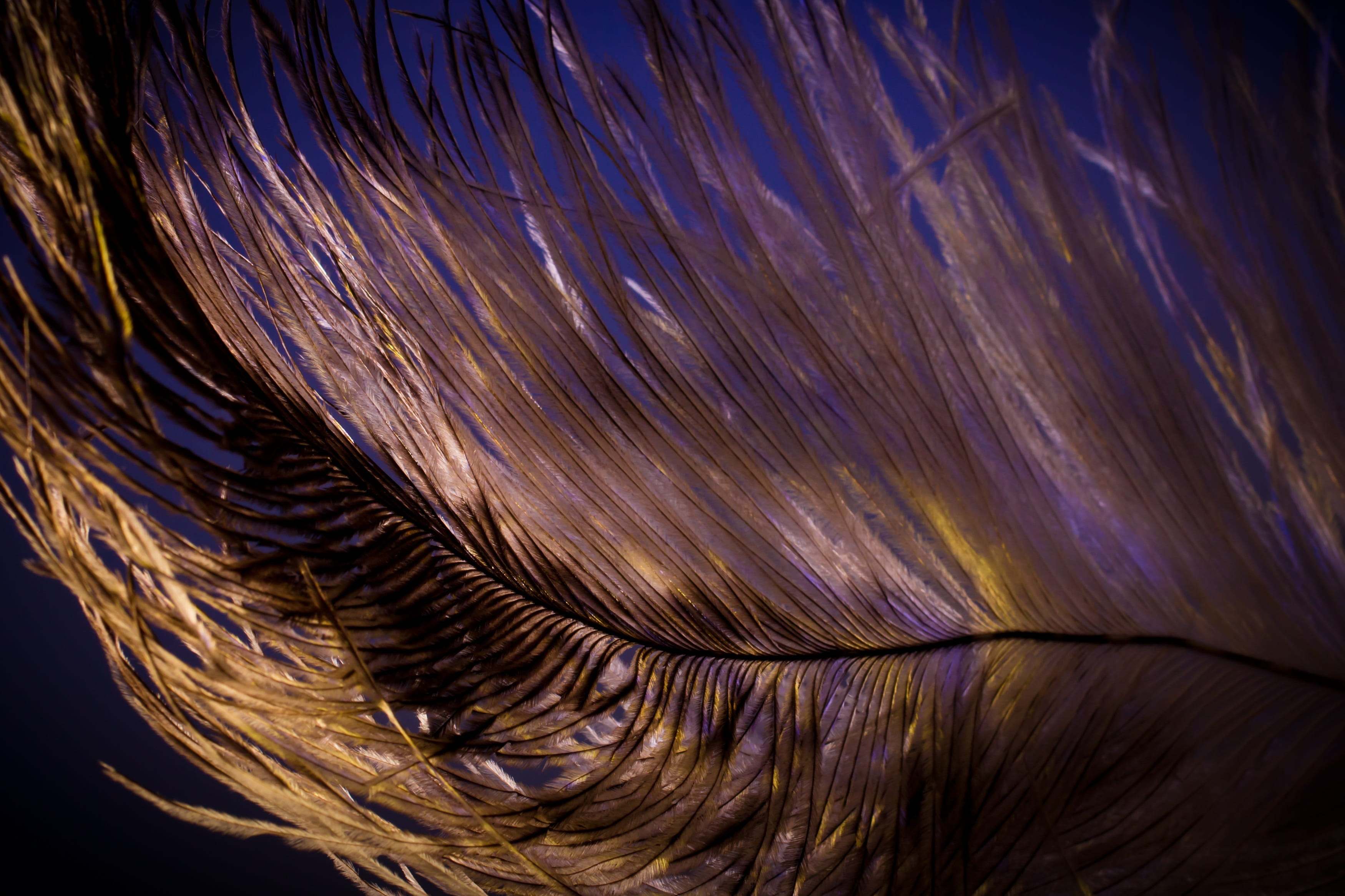close, bird feather, tender, airy, hairstyle, women, softness, strauss, extreme close-up, hair, beauty, strauss spring, spring dress, textured, human hair, HD Wallpaper