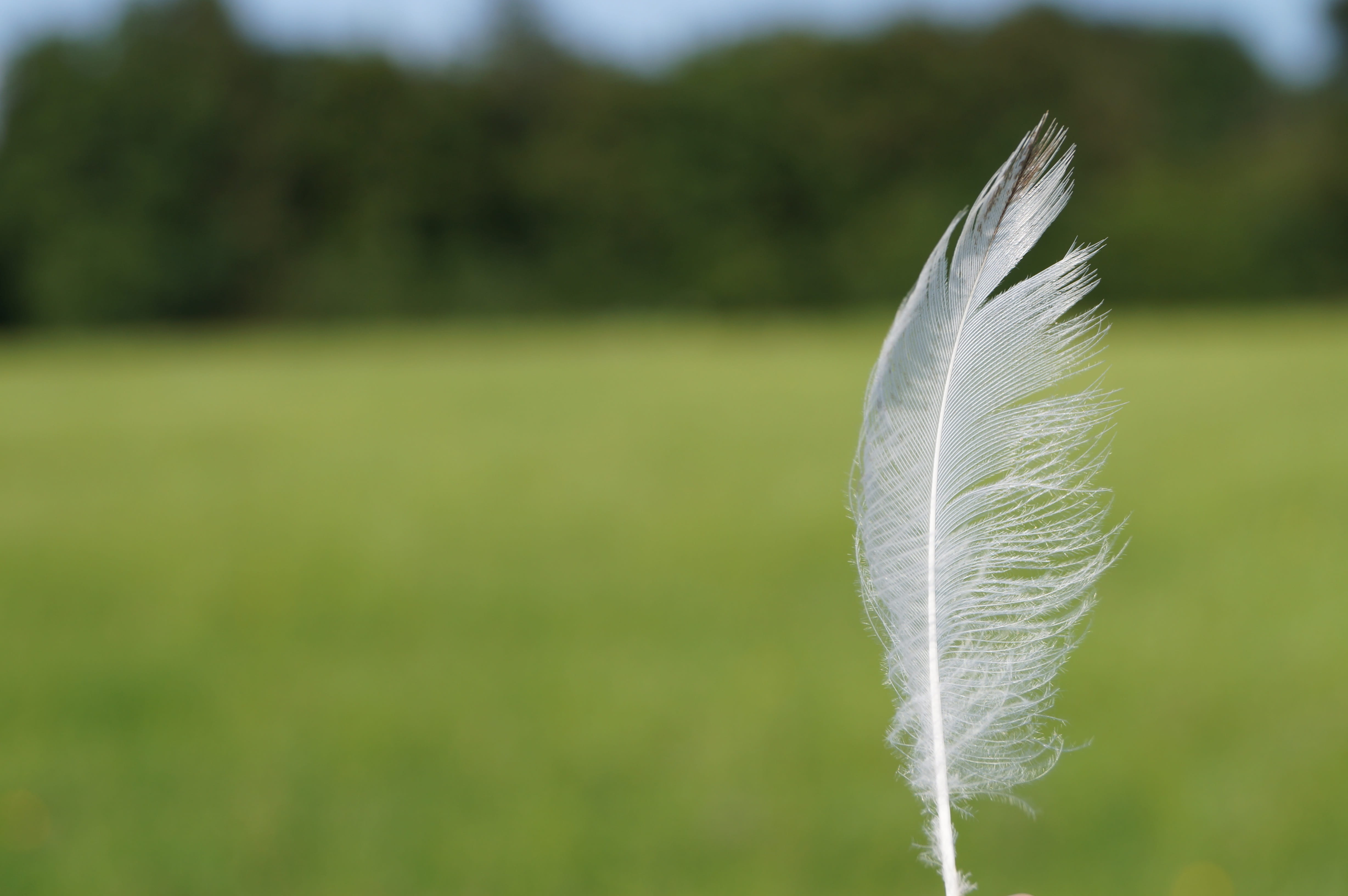 white, day, green color, land, feather, lightweight, plant, purity, light-weight, 4K, softness, focus on foreground, outdoors, tranquility, featherweight, HD Wallpaper