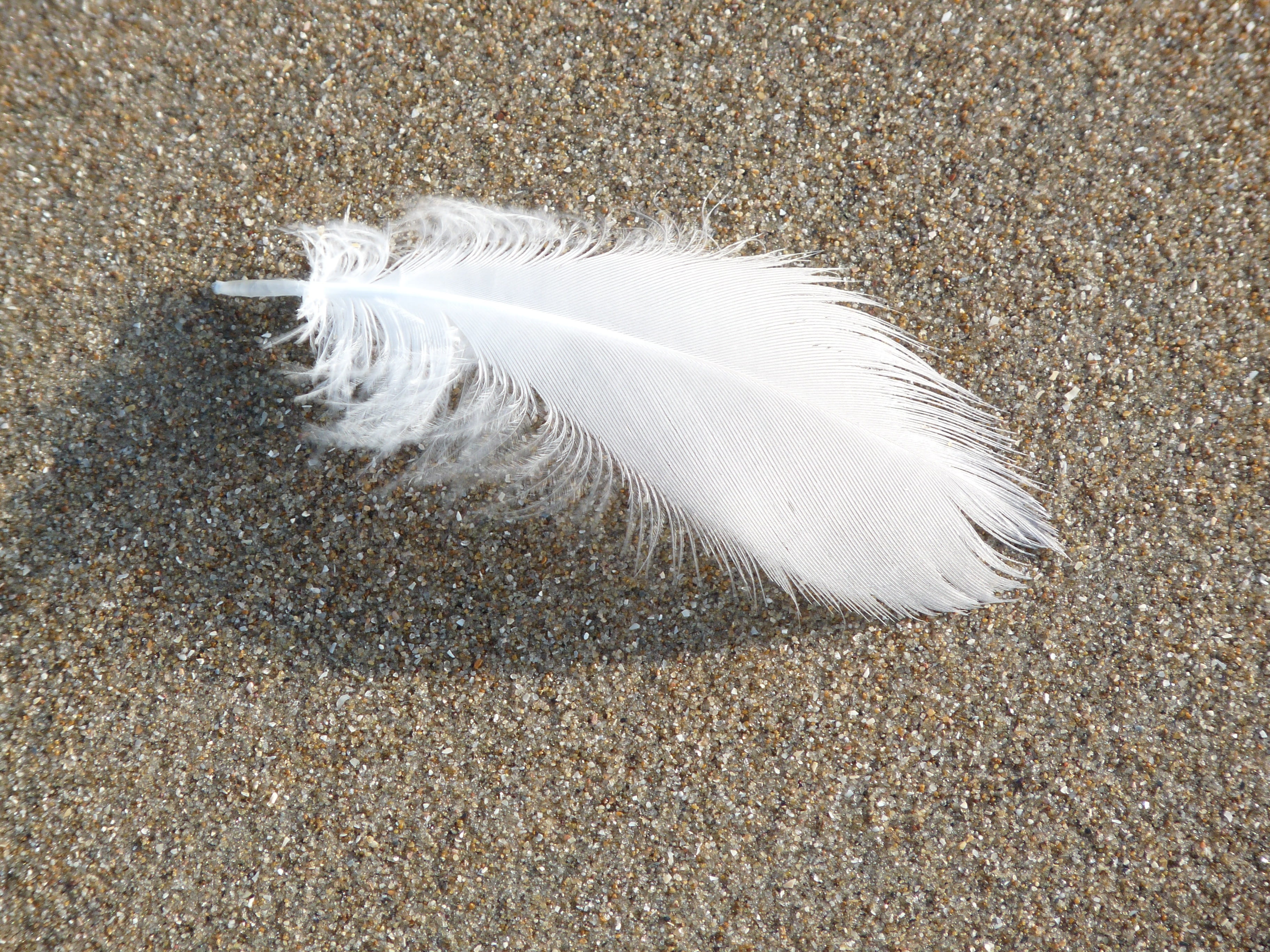 ease, animal, animal wildlife, featherweight, high angle view, bird, still life, feather, land, close-up, white color, no people, 2K, vulnerability, day, HD Wallpaper