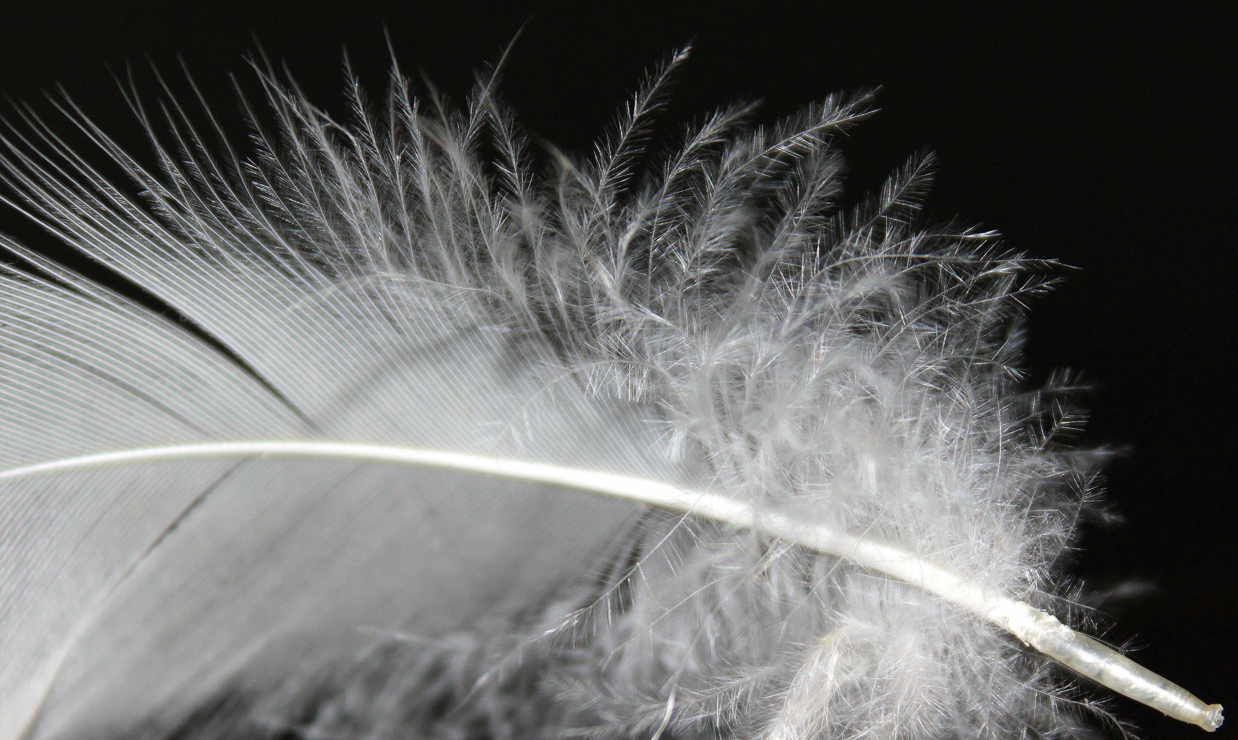 White, black background, curve, nature, no people, beauty in nature, soft, plant, grass, light trail, close-up, Fluff, 4K, Fluffy, motion, macro, long exposure, HD Wallpaper