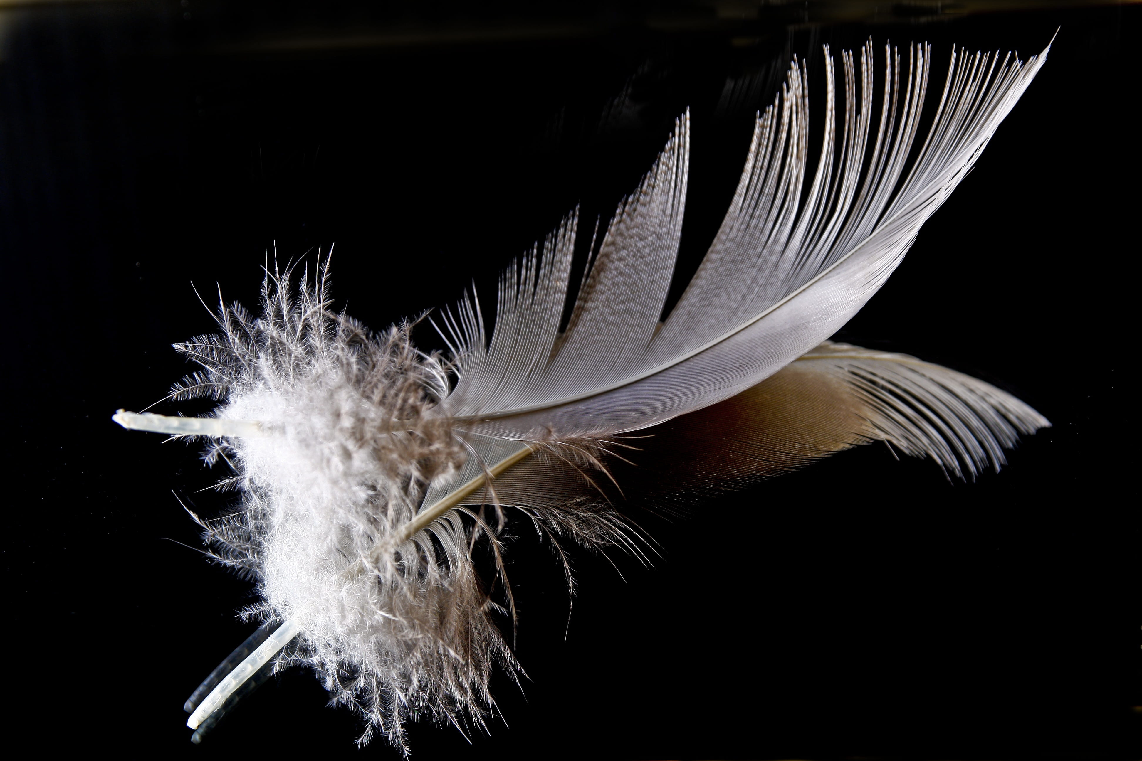 flower head, dandelion seed, beauty in nature, mirroring, slightly, filigree, studio shot, purity, white color, feather, flower, black background, fluffy, HD Wallpaper