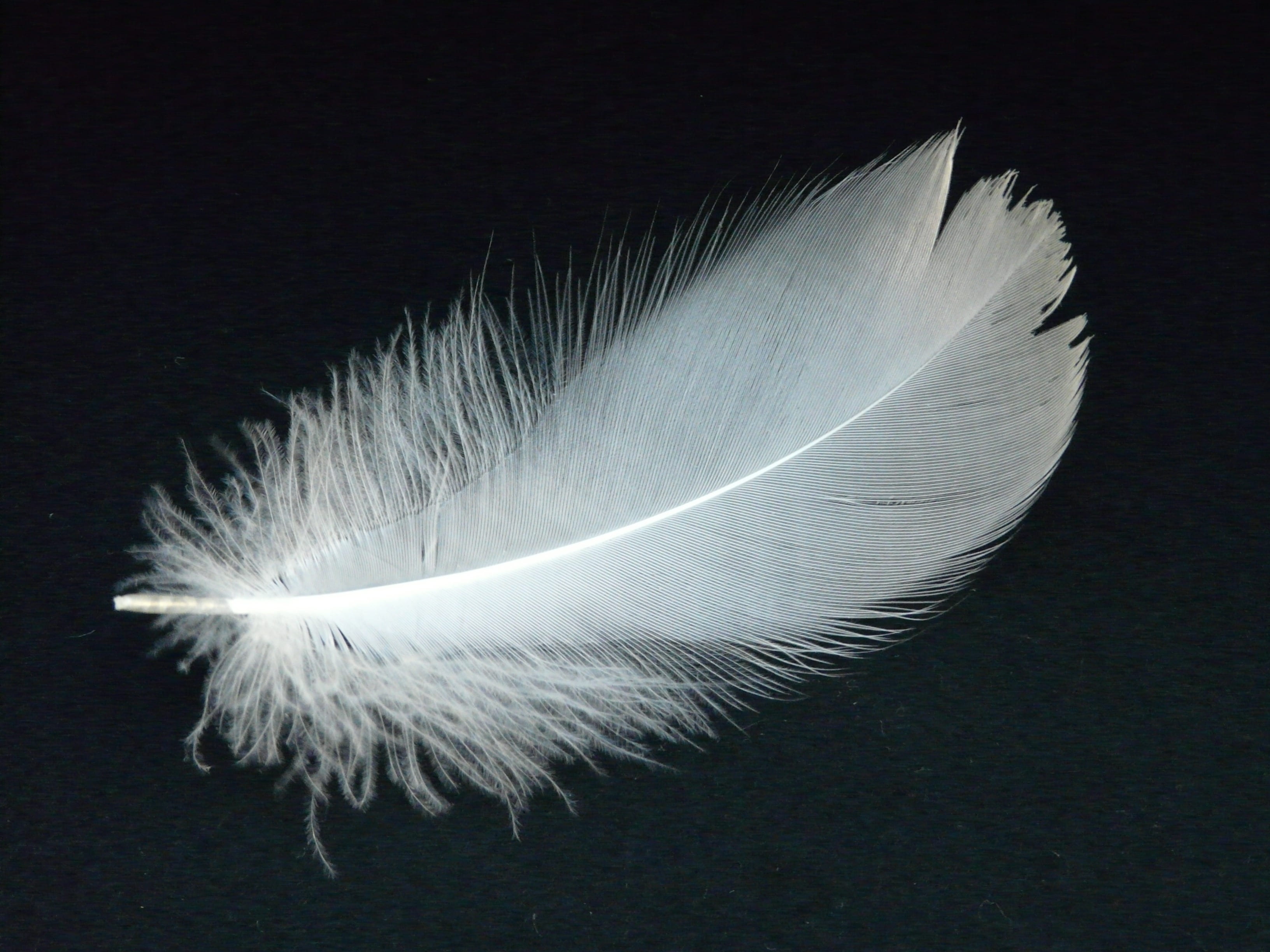 airy, vulnerability, black, feather, slightly, fluffy, animal springs, studio shot, down, close-up, no people, vertebrate, animal, 2K, animal themes, swan feather, HD Wallpaper