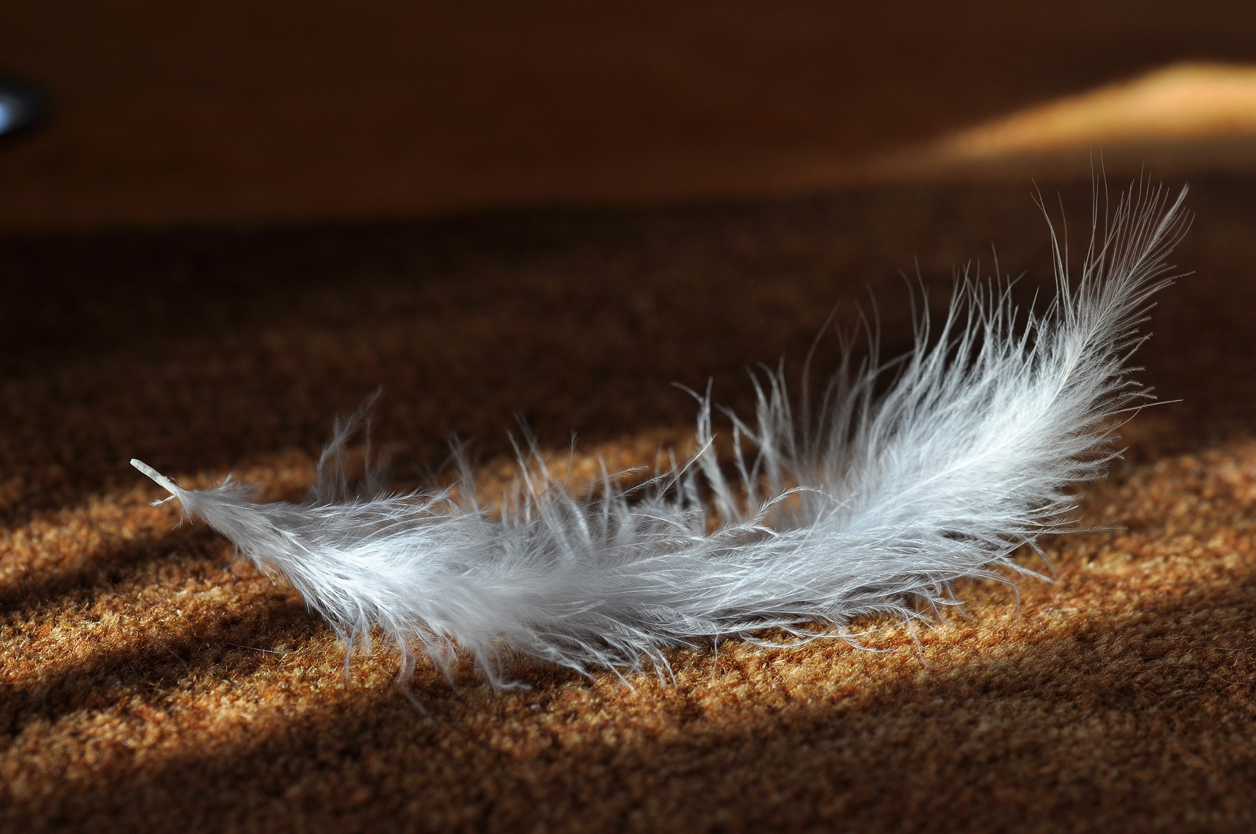 vulnerability, soft, close-up, airy, simplicity, lighting, animal springs, animal themes, white, selective focus, softness, feather, bird feather, no people, HD Wallpaper