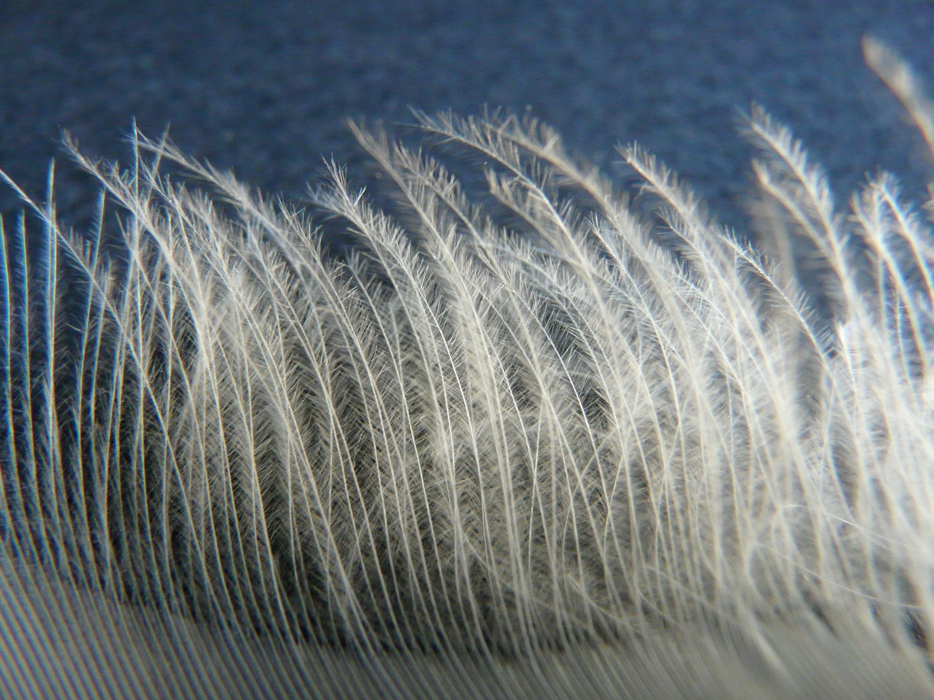 natural pattern, fly, textile, bird feather, lightweight, slightly, down, pattern, hair, softness, filigree, backgrounds, selective focus, swan, airy, grass, HD Wallpaper