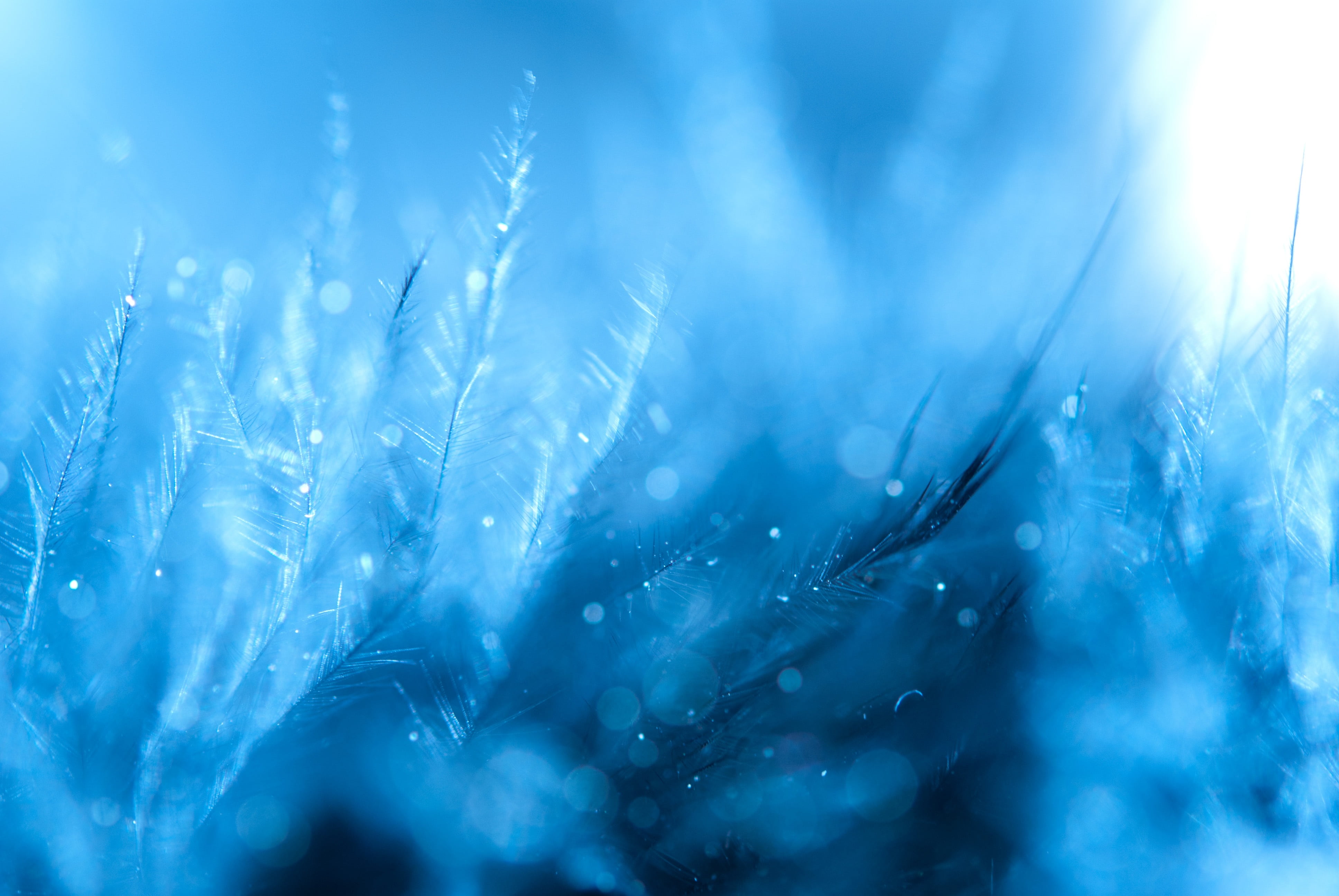 abstract, dew, white, water, background, feather, close-up, plant, winter, softness, soft focus, no people, freshness, blade of grass, ice, drops, focus, HD Wallpaper
