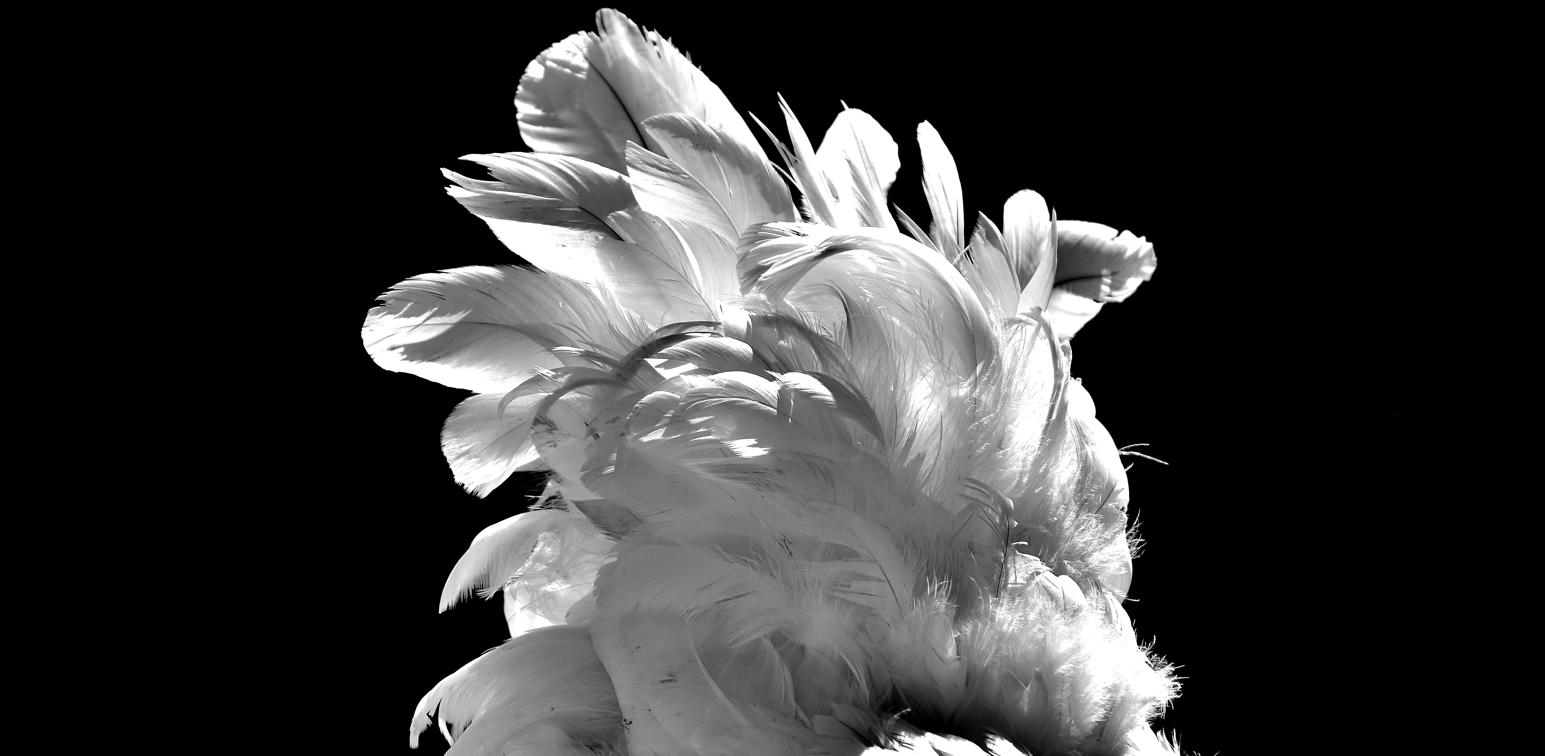 copy space, bird, animal themes, nature, no people, indoors, softness, White, Feather, growth, Chicken, vertebrate, wildlife photography, one animal, creativity, HD Wallpaper