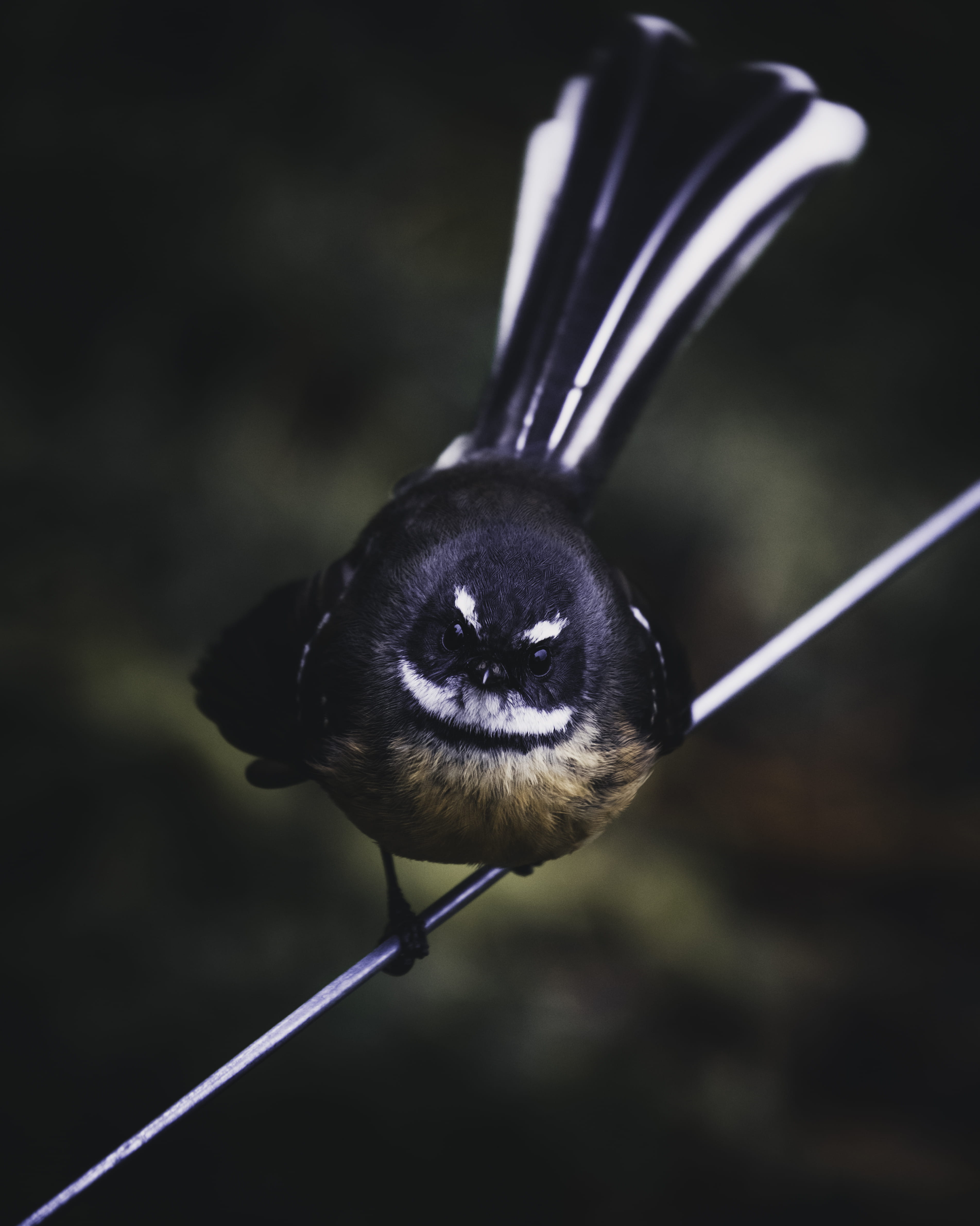 autumn, summer, season, close-up, food, small, fork, no People, wire, outdoors, feather, beaked, sky, bird, close up, macro, nature, perch, sitting, black, Phone HD Wallpaper