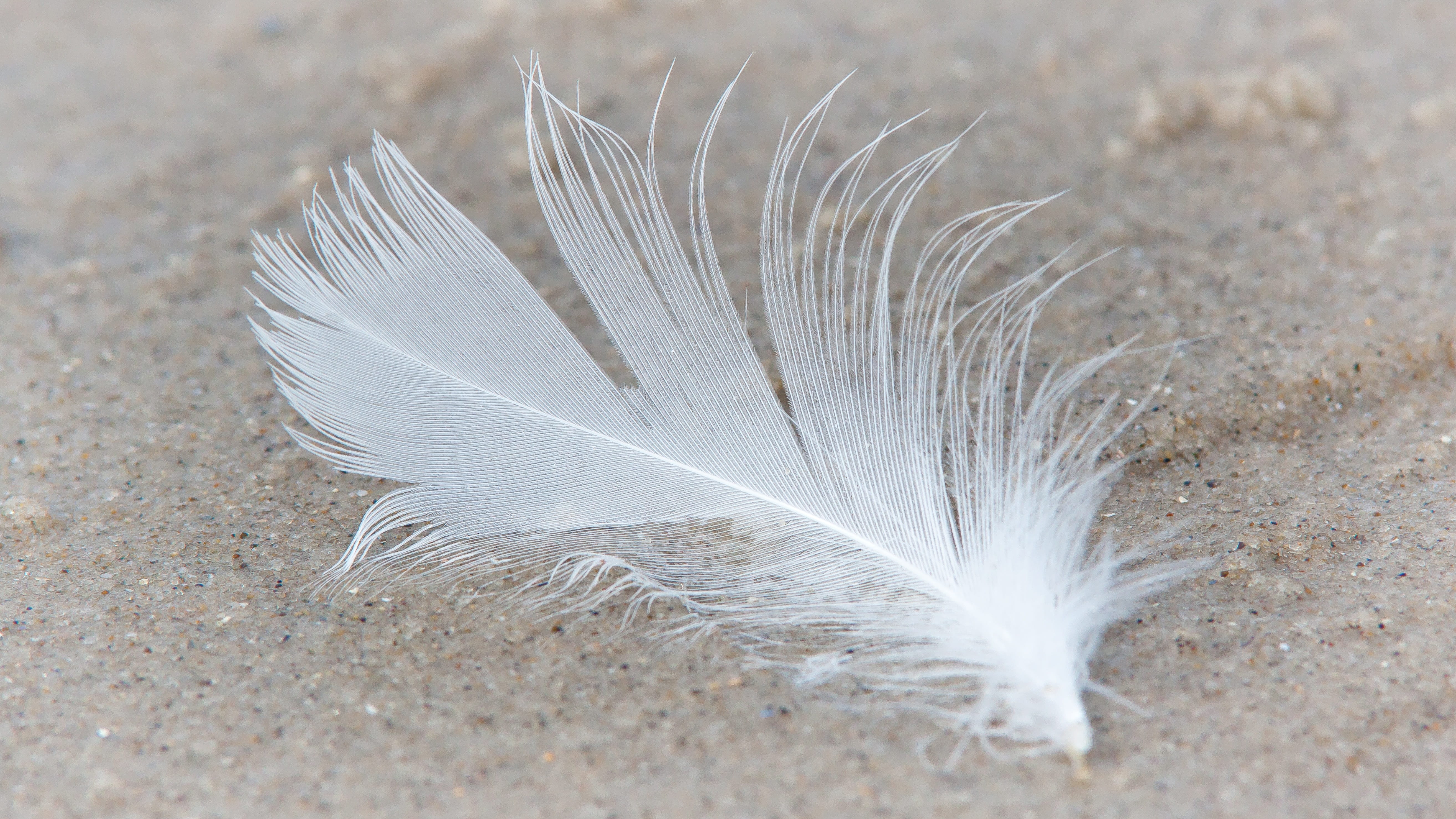 animal springs, nature, white color, animal, purity, down, no people, outdoors, beauty in nature, vulnerability, still life, bird, 5K, fragility, sand, HD Wallpaper