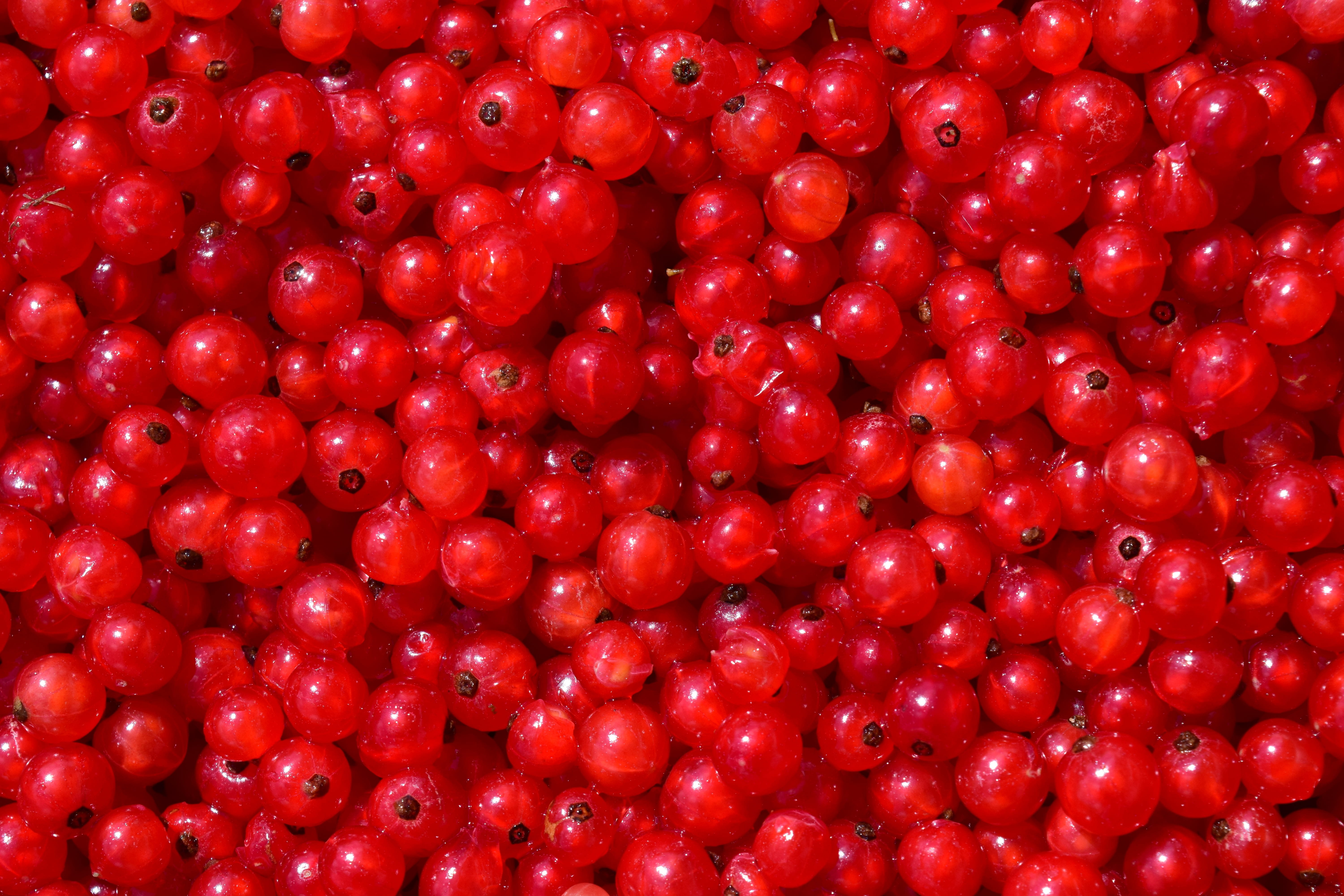 red, currants, wellbeing, bunch, about, garden, sour, summer fruit, vibrant color, garden currant, shiny, juicy, backgrounds, red currant, 5K, food and drink, HD Wallpaper