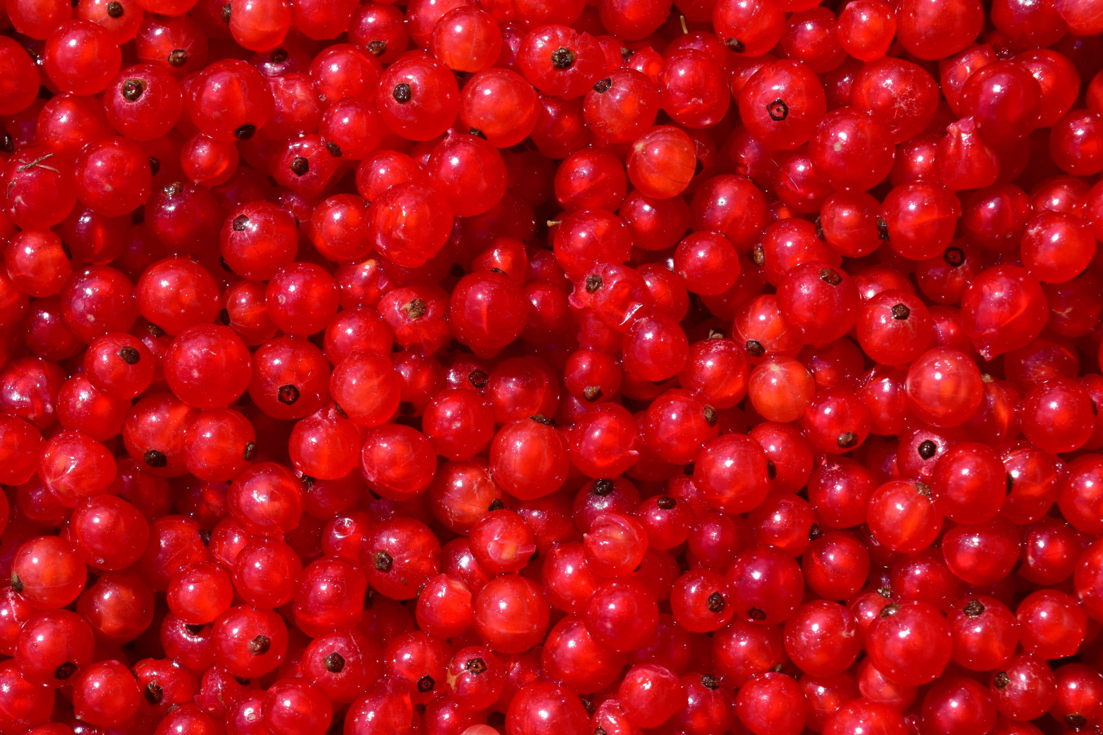traeuble, garden, close-up, cranberry, background, healthy lifestyle, 4K, freshness, large group of objects, outdoors, backgrounds, food, sour, about, HD Wallpaper
