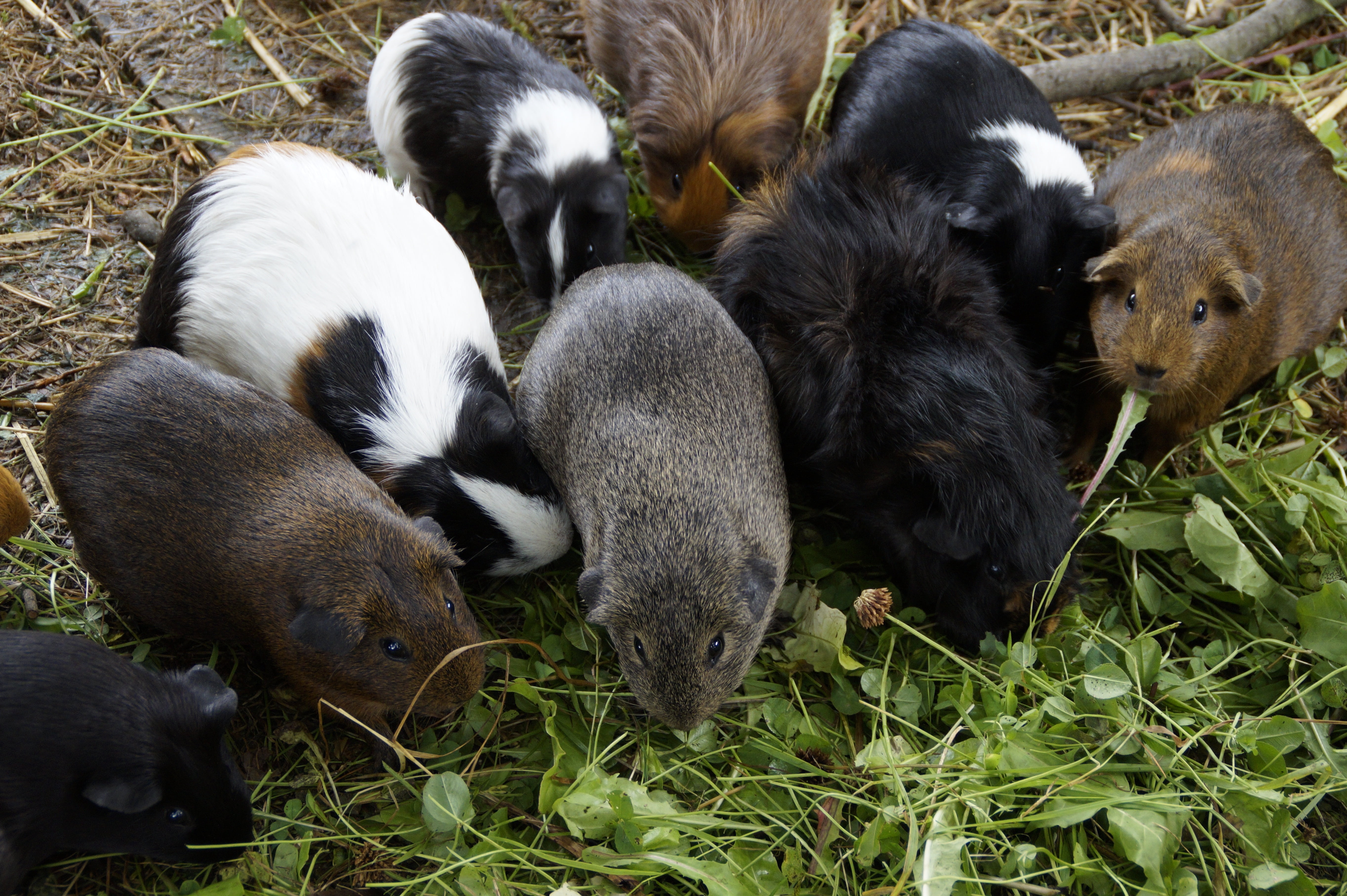 animal family, mass, medium group of animals, quantitative, animal husbandry, grass, herbivorous, animal, 5K, domestic animals, vertebrate, relaxation, HD Wallpaper