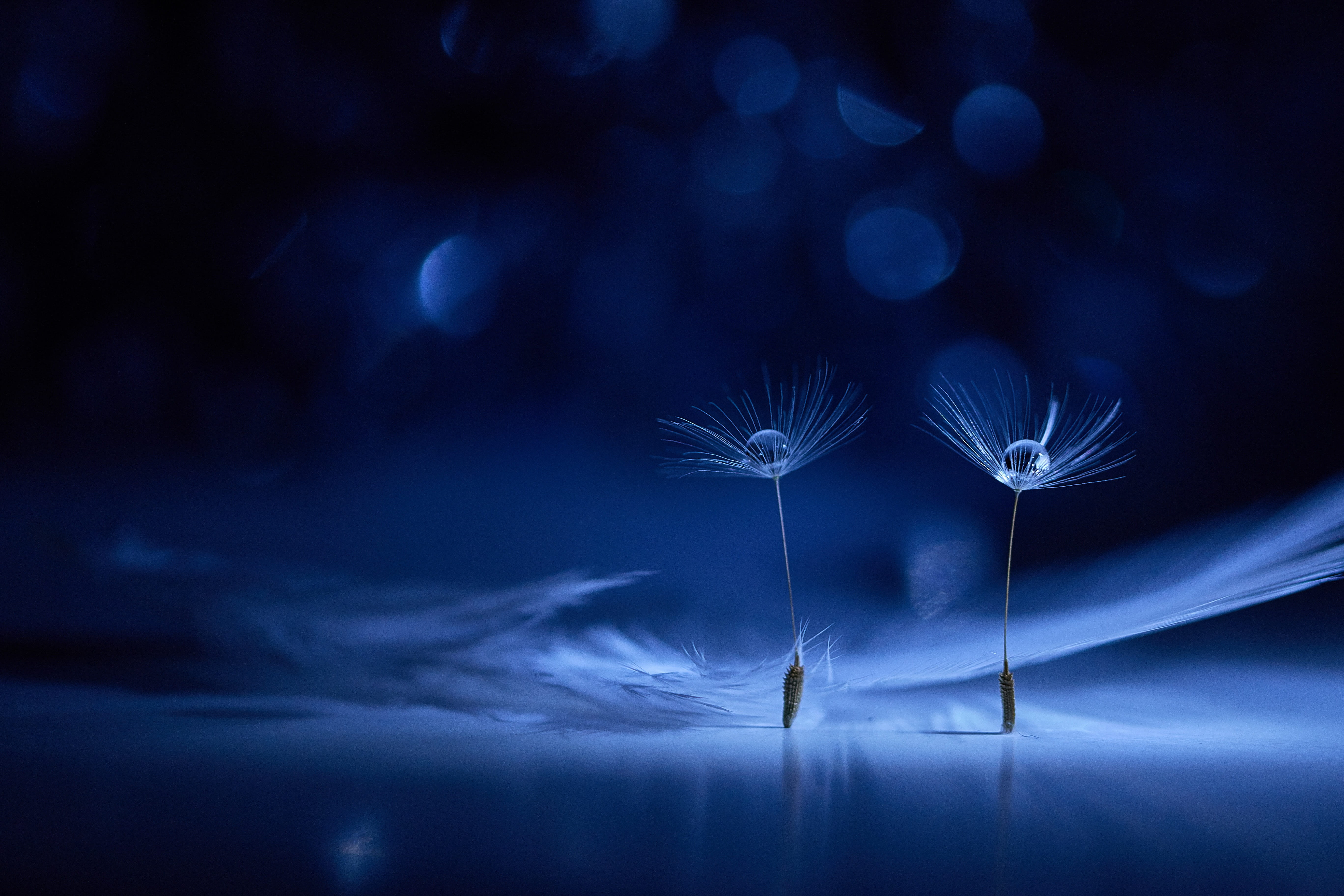 beauty in nature, freshness, fluffy, japan, white, close-up, species, nature, spring, petaled, dandelion, fluff, black background, plant, fragility, beautiful, HD Wallpaper