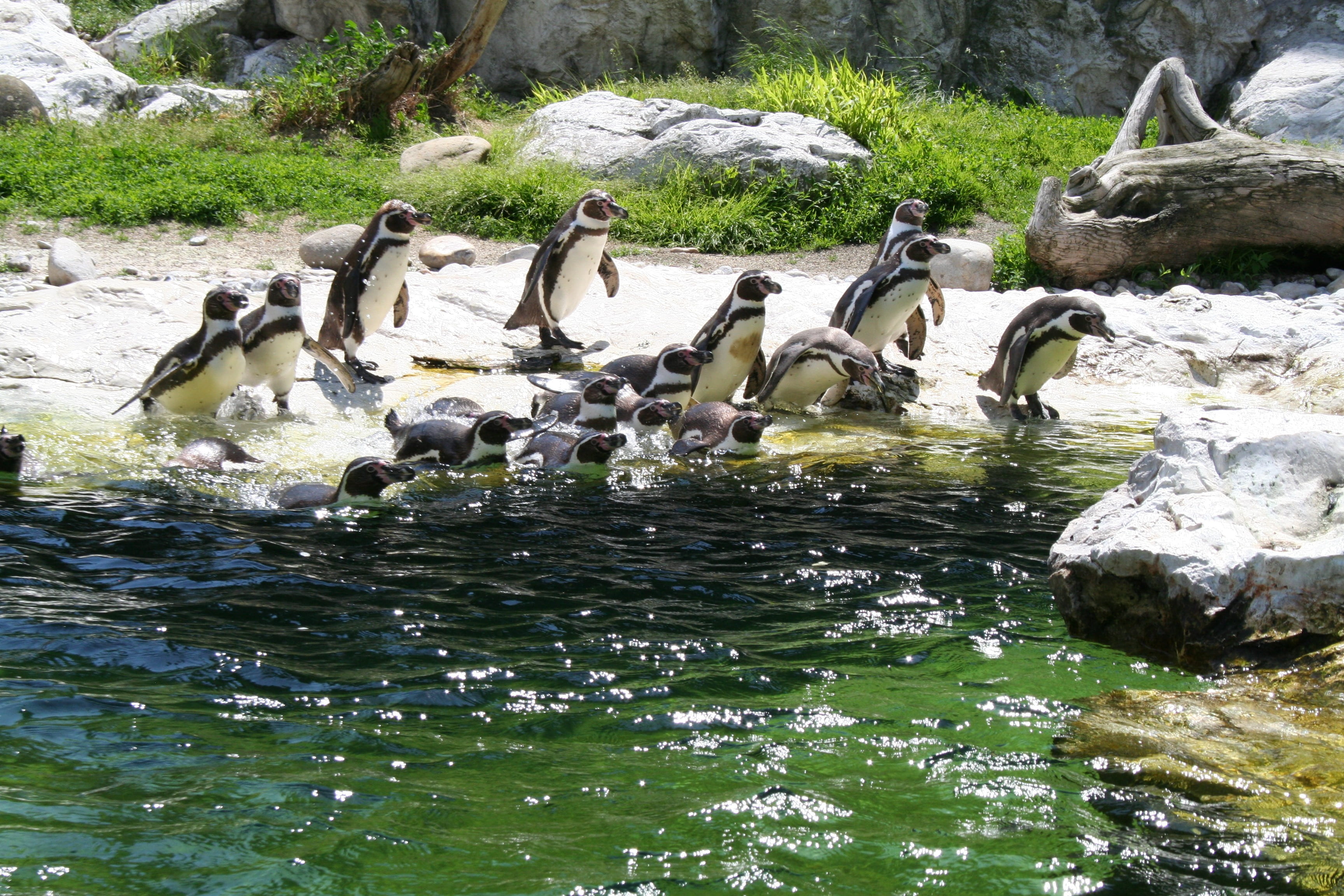 canada goose, flock of birds, animal, solid, large group of animals, penguin, no people, nature, day, waterfront, goose, vertebrate, lake, animal family, HD Wallpaper