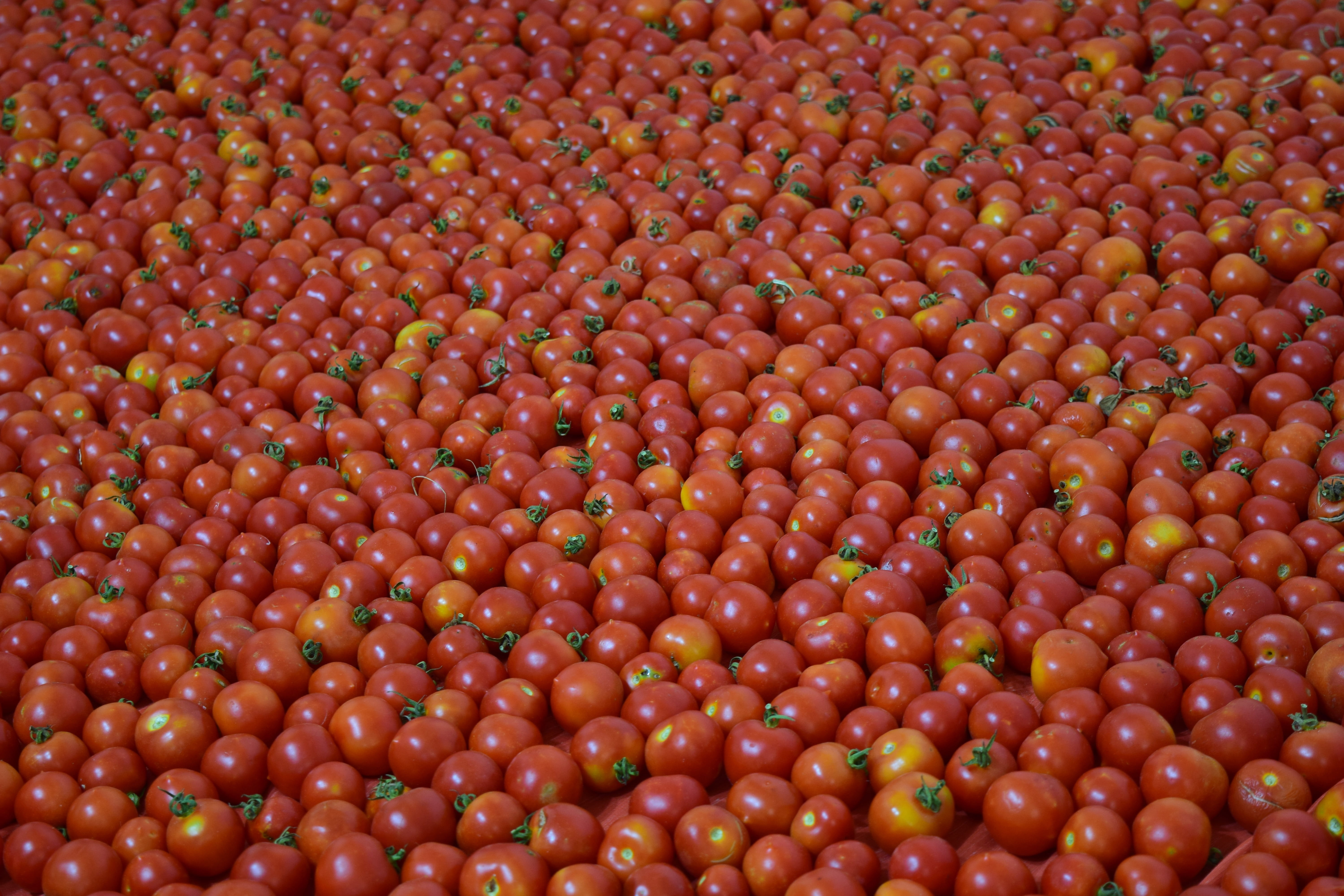 healthy eating, full frame, food, backgrounds, 5K, food and drink, red, vegetarian food, Tomatoes, many tomatos, Background, raw food, orange color, fruit, HD Wallpaper