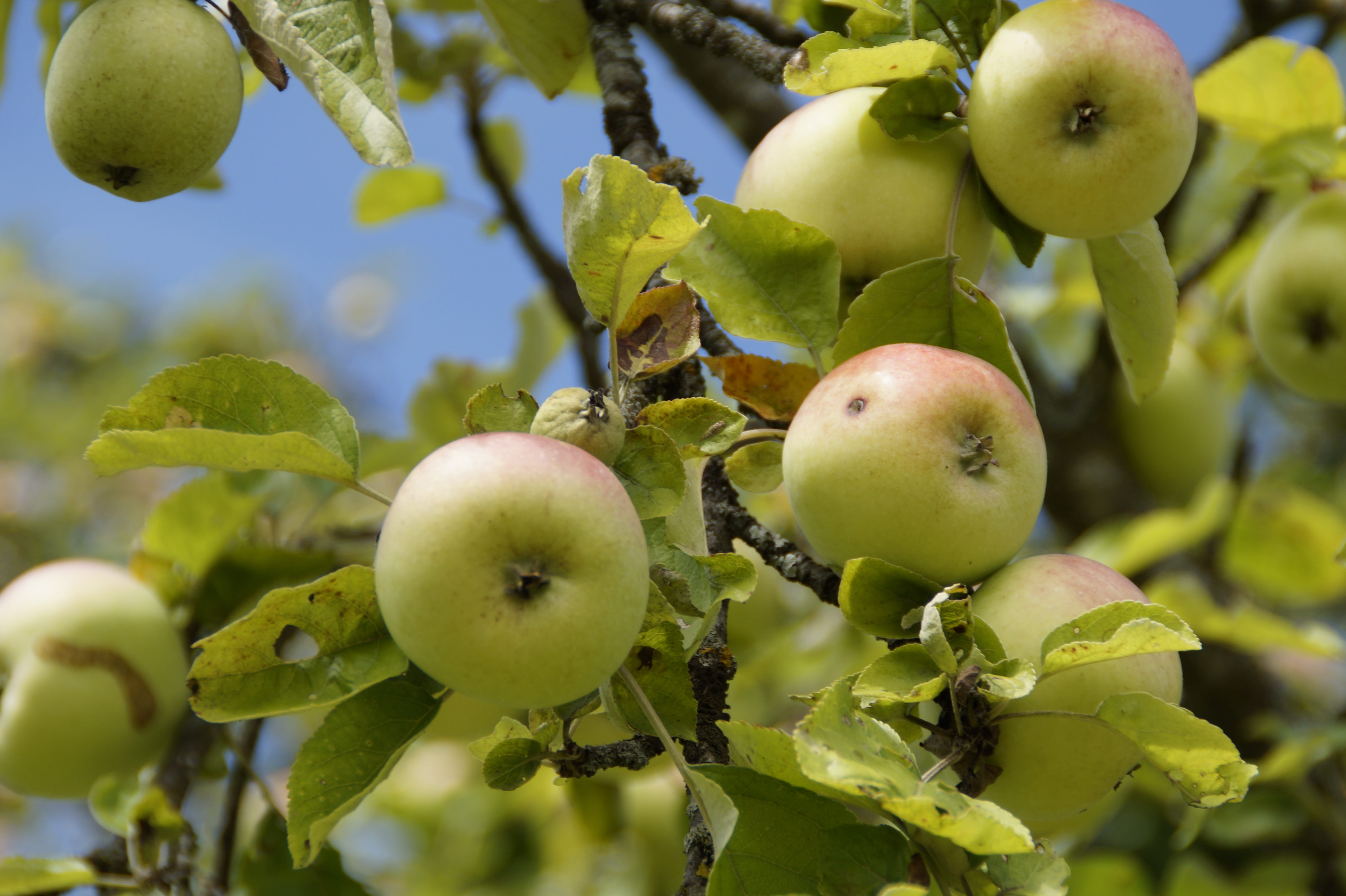 green Color, Branches, apple, fruits, fruit tree, harvest, crop, freshness, healthy, kernobstgewaechs, autumn, Aesthetic, delicious, many, apple - Fruit, HD Wallpaper
