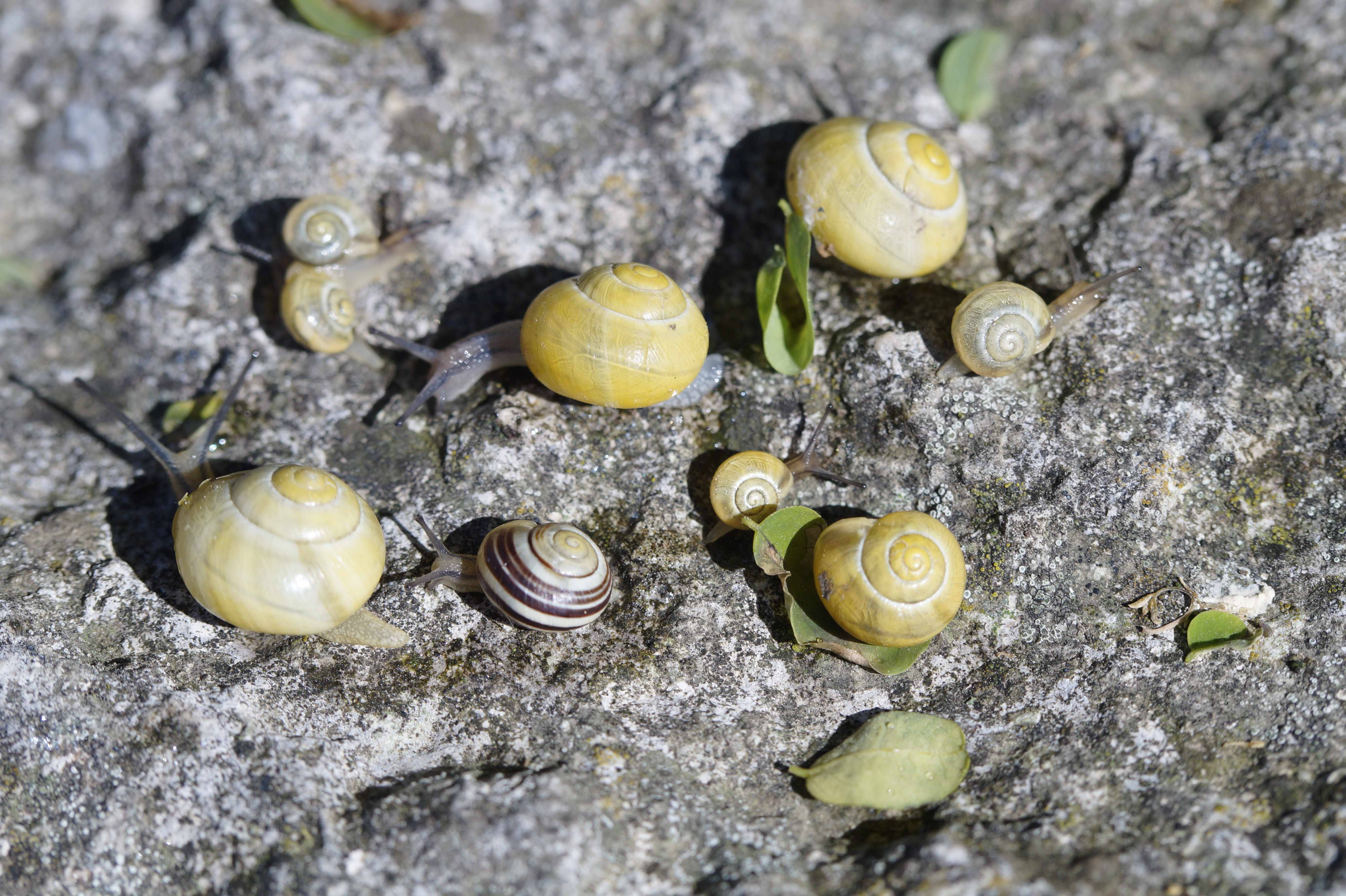close-up, animal wildlife, summer, housing snail, high angle view, many, group of animals, Yellow, invertebrate, animal, animals in the wild, mollusk, reptile, HD Wallpaper