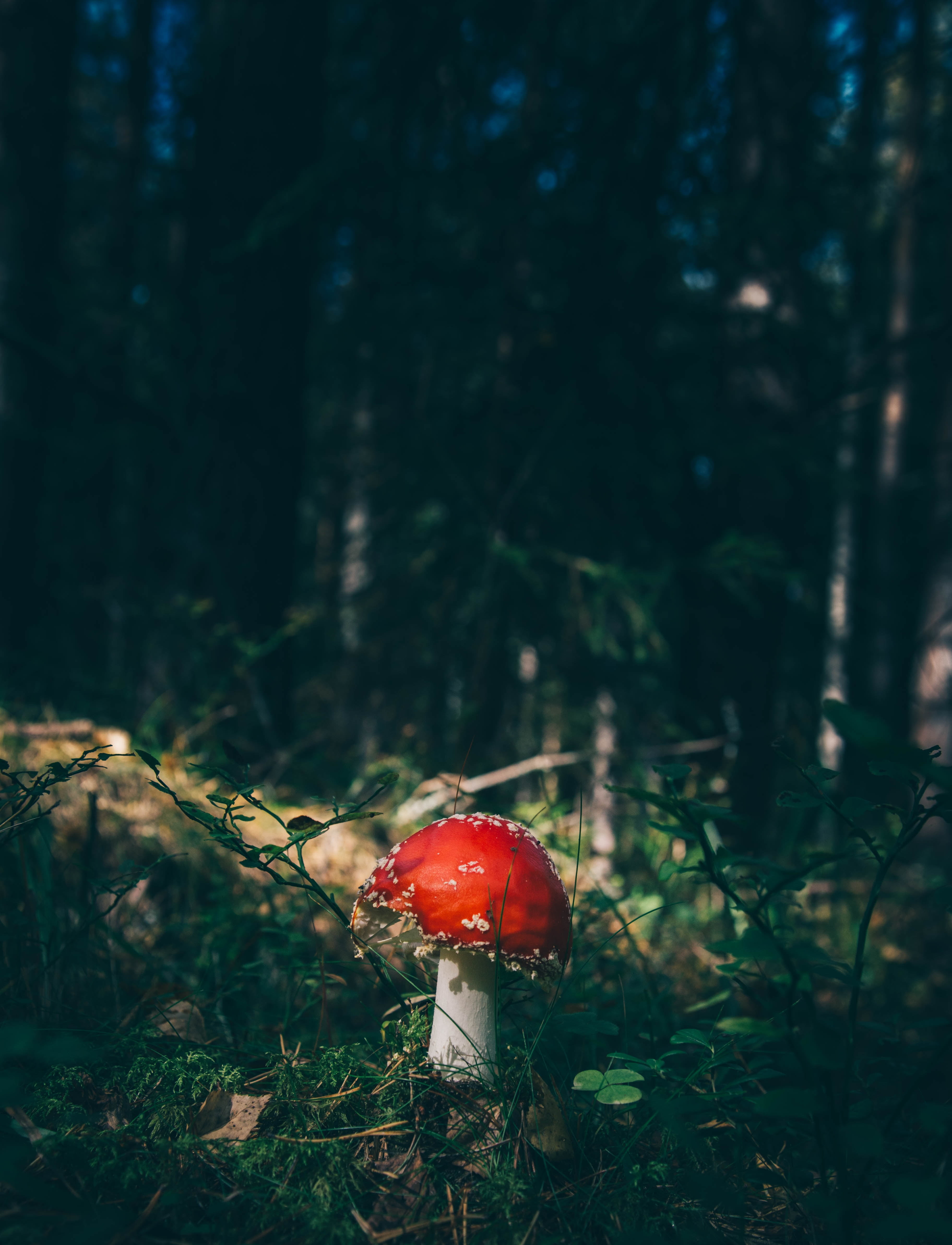 fungus, nature, poisonous, vegetable, fly agaric mushroom, day, forest, 4K, toadstool, land, red, plant, tree, grass, focus on foreground, field, fly agaric, Phone HD Wallpaper