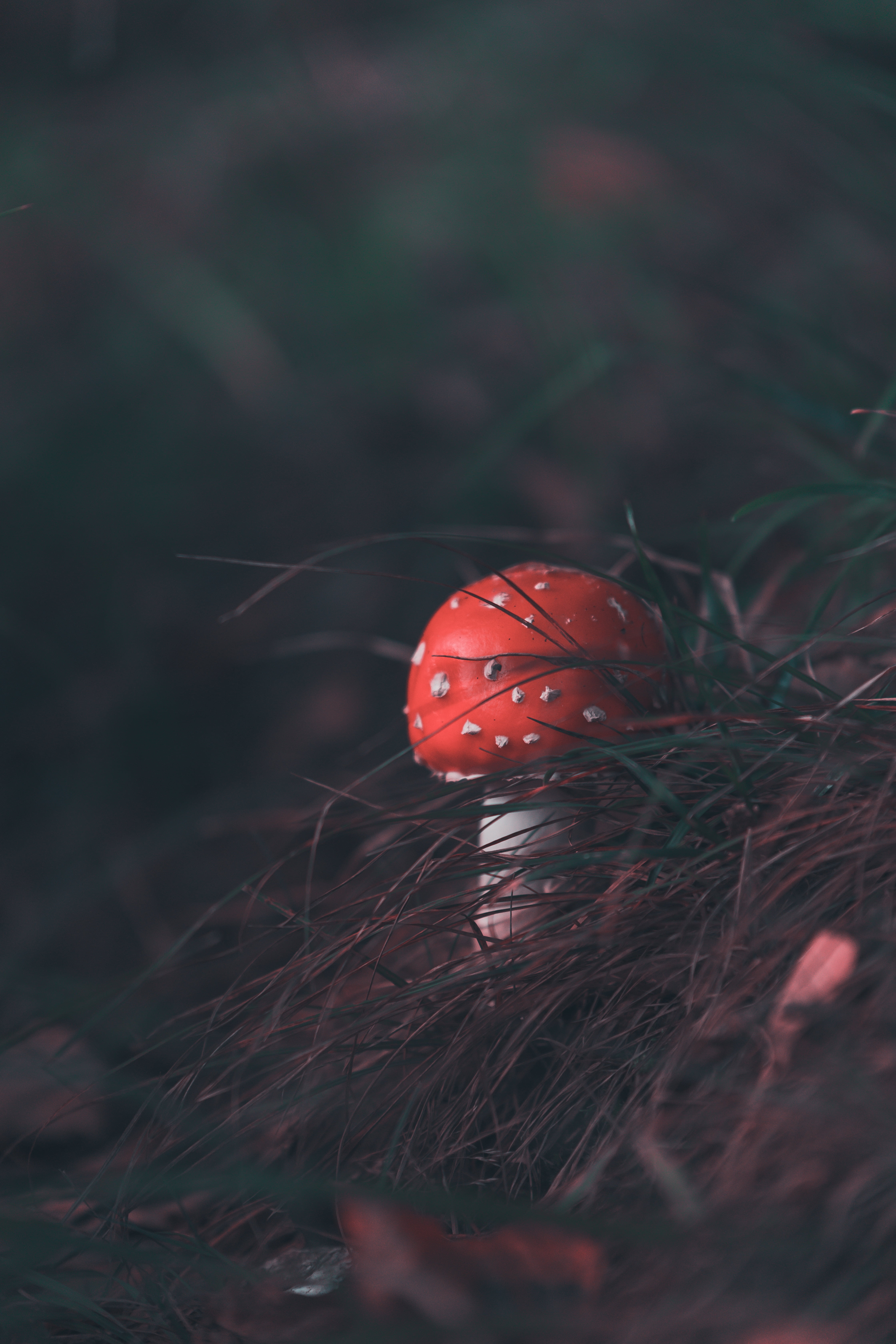 vegetable, day, plant, land, food, 5K, beauty in nature, fungus, blur, forest, growth, grass, fly agaric, outdoors, mushroom, focus on foreground, close-up, Phone HD Wallpaper