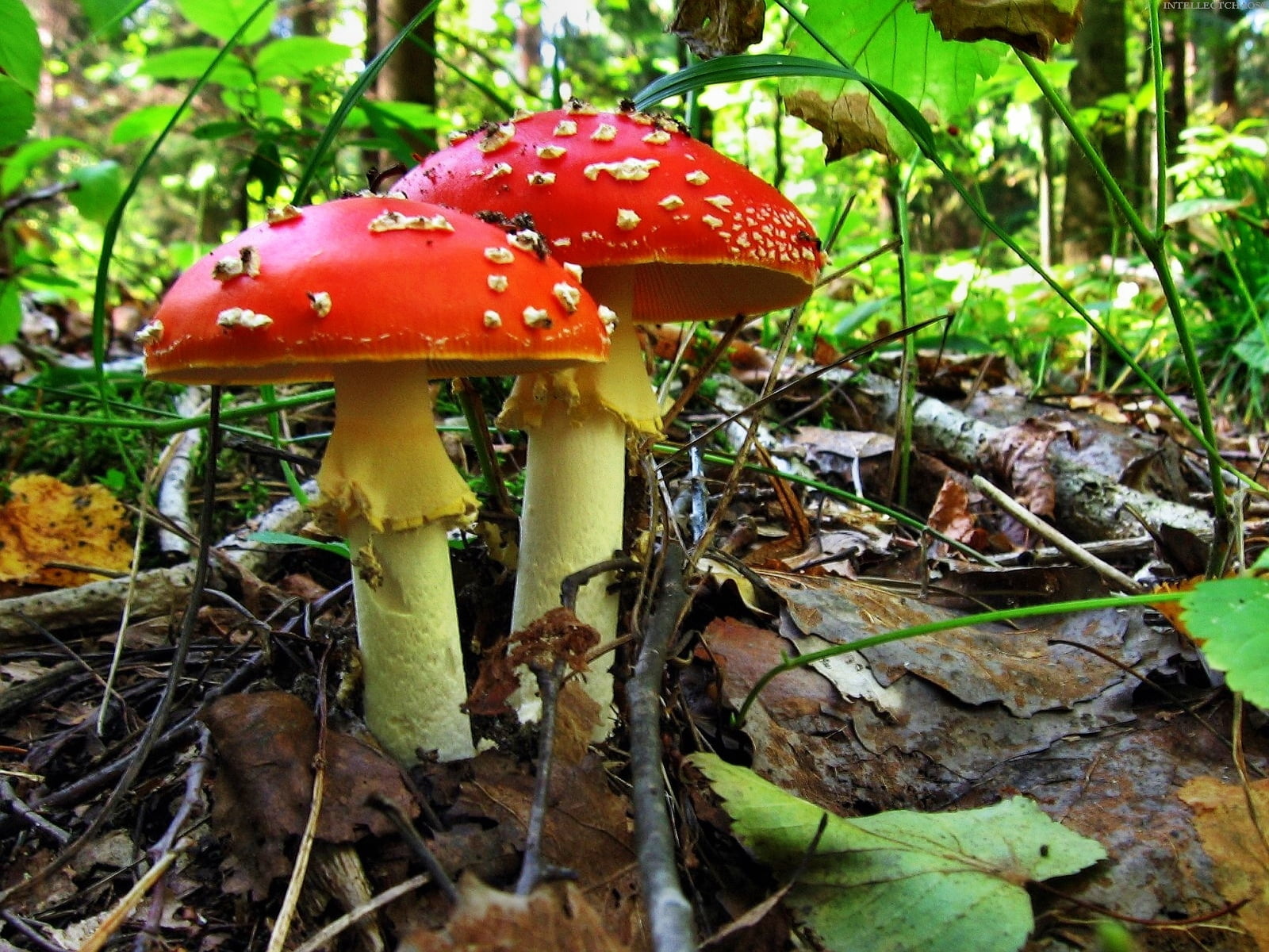outdoors, vegetable, uncultivated, food and drink, spotted, 720P, red, forest, fly Agaric Mushroom, close-up, nature, poisonous, green Color, freshness, HD Wallpaper