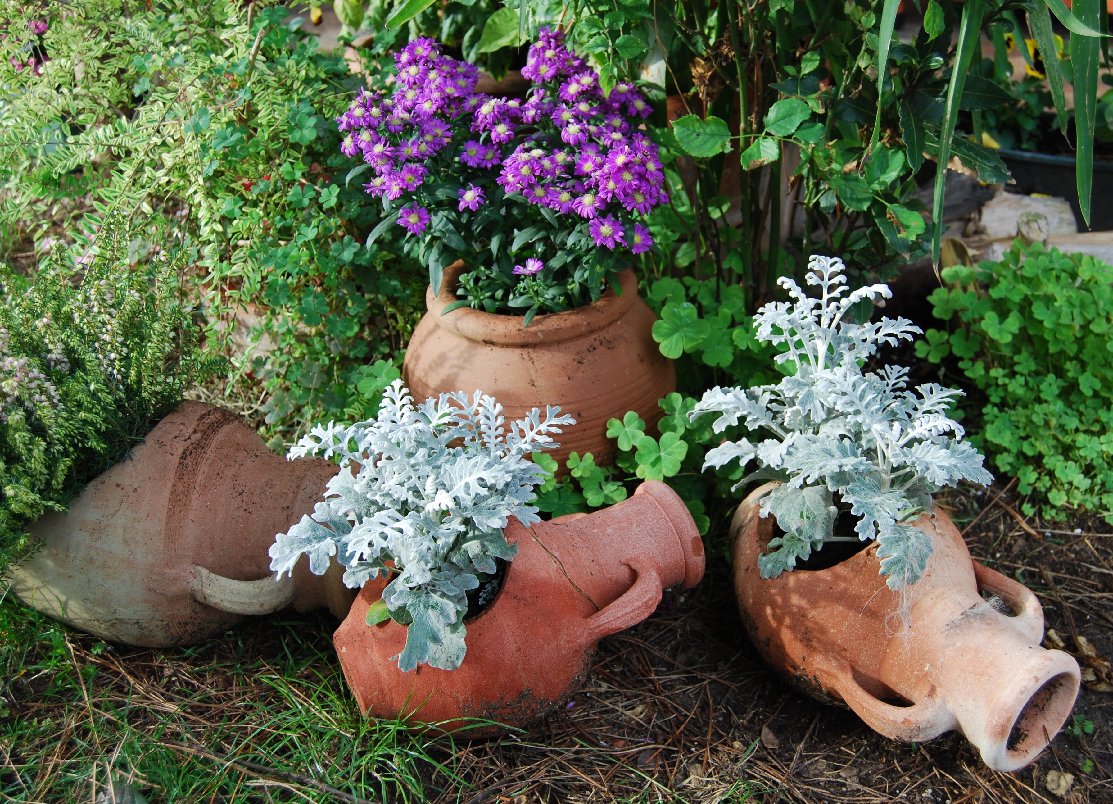 nature, flower, green color, close-up, front or back yard, vases, vulnerability, fragility, flower head, plant, outdoors, green, gardening, flower pot, HD Wallpaper