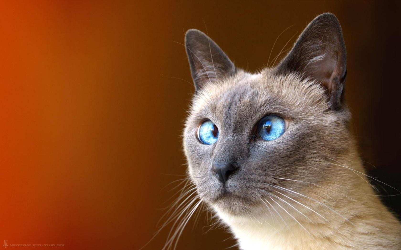 Cats, Celldweller, 720P, Cat, HD Wallpaper
