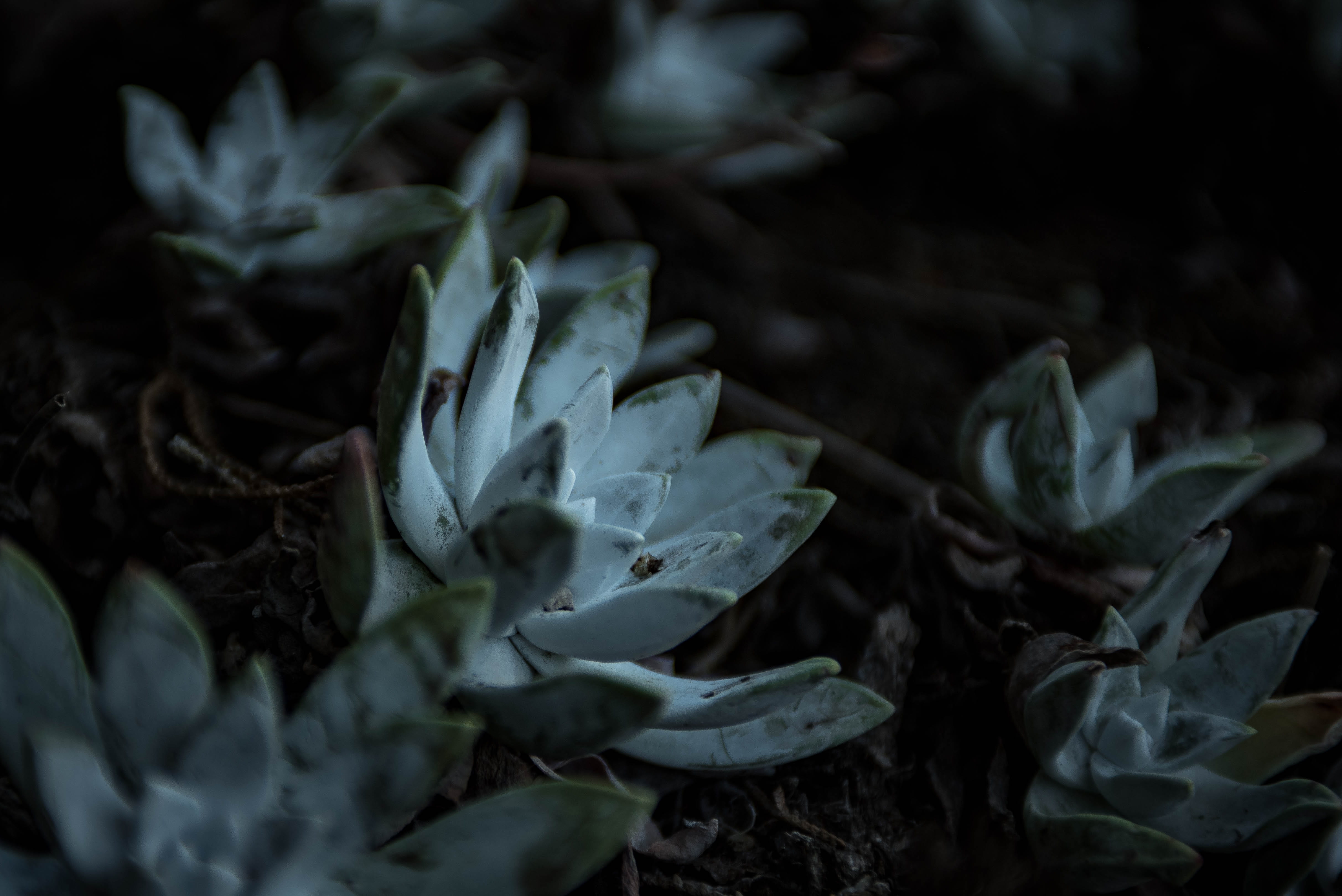 wax, 4K, flowering plant, green, beauty in nature, dirt, flower, high angle view, group, no people, nature, cluster, fragility, freshness, close-up, moody, HD Wallpaper