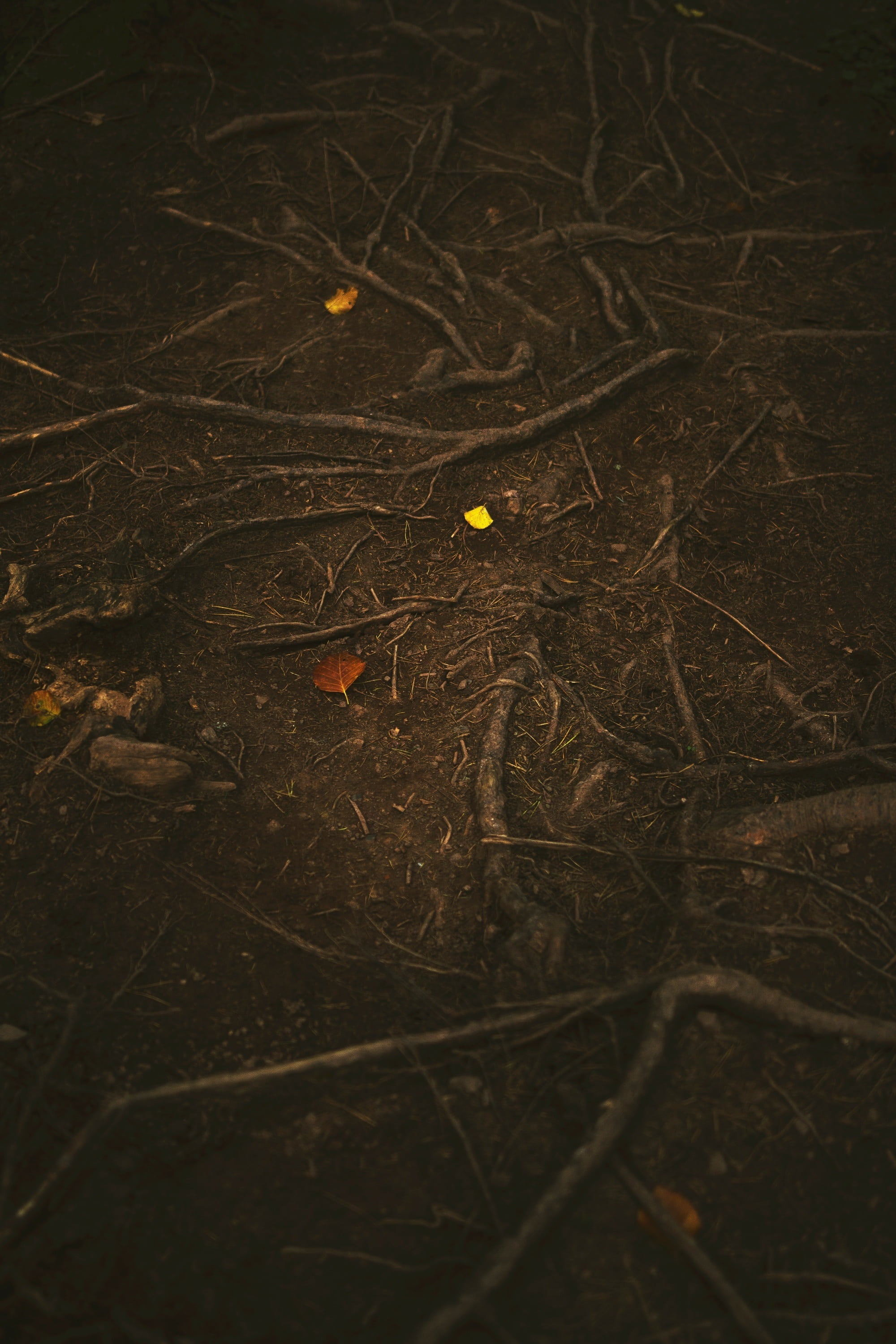 daytime, tree roots, plant part, soil, land, dark, environment, field, roots, high angle view, ground, brown, plant, natural, leaf, nature, forest, outdoors, Phone HD Wallpaper