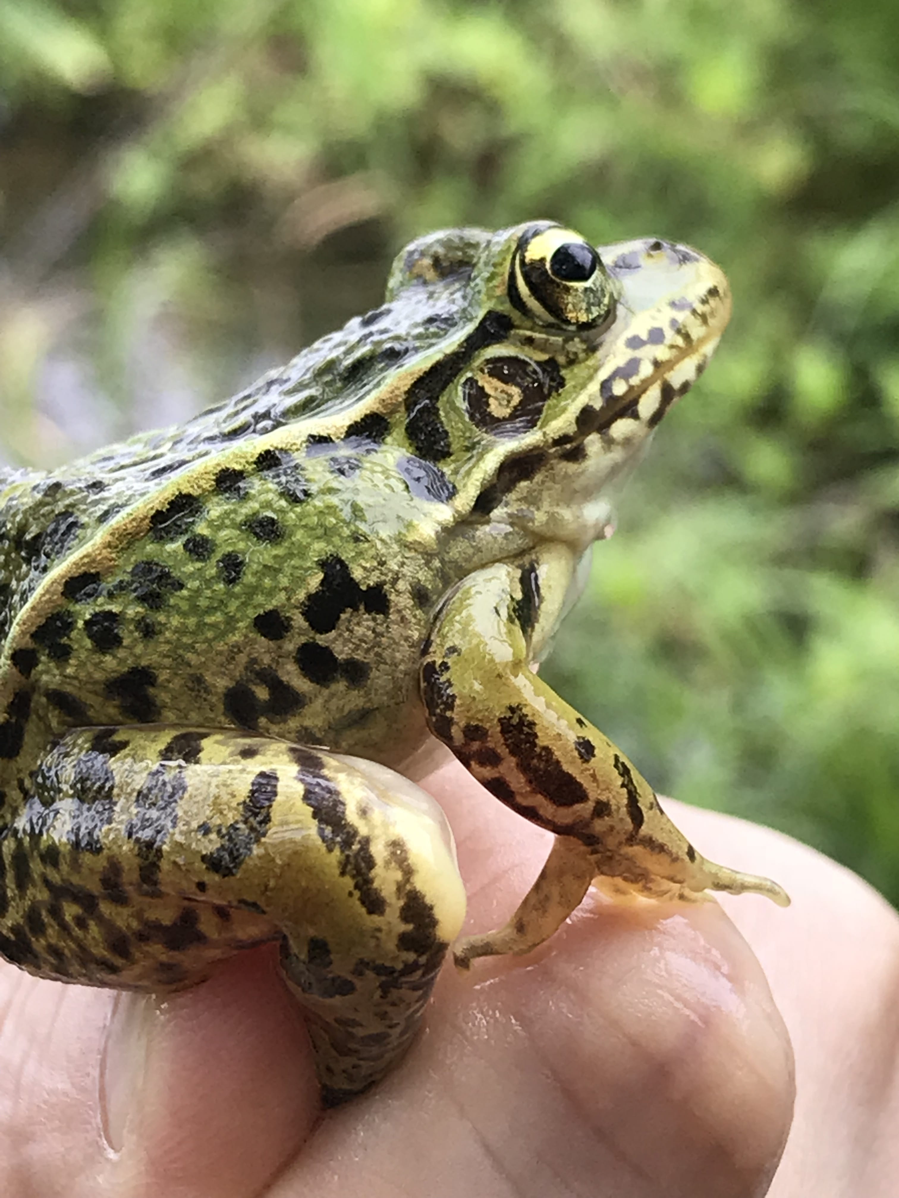 spring, 4K, hand, close-up, animal head, focus on foreground, nature, real people, body part, human finger, 蛙, animals in the wild, frog, animal, finger, Phone HD Wallpaper
