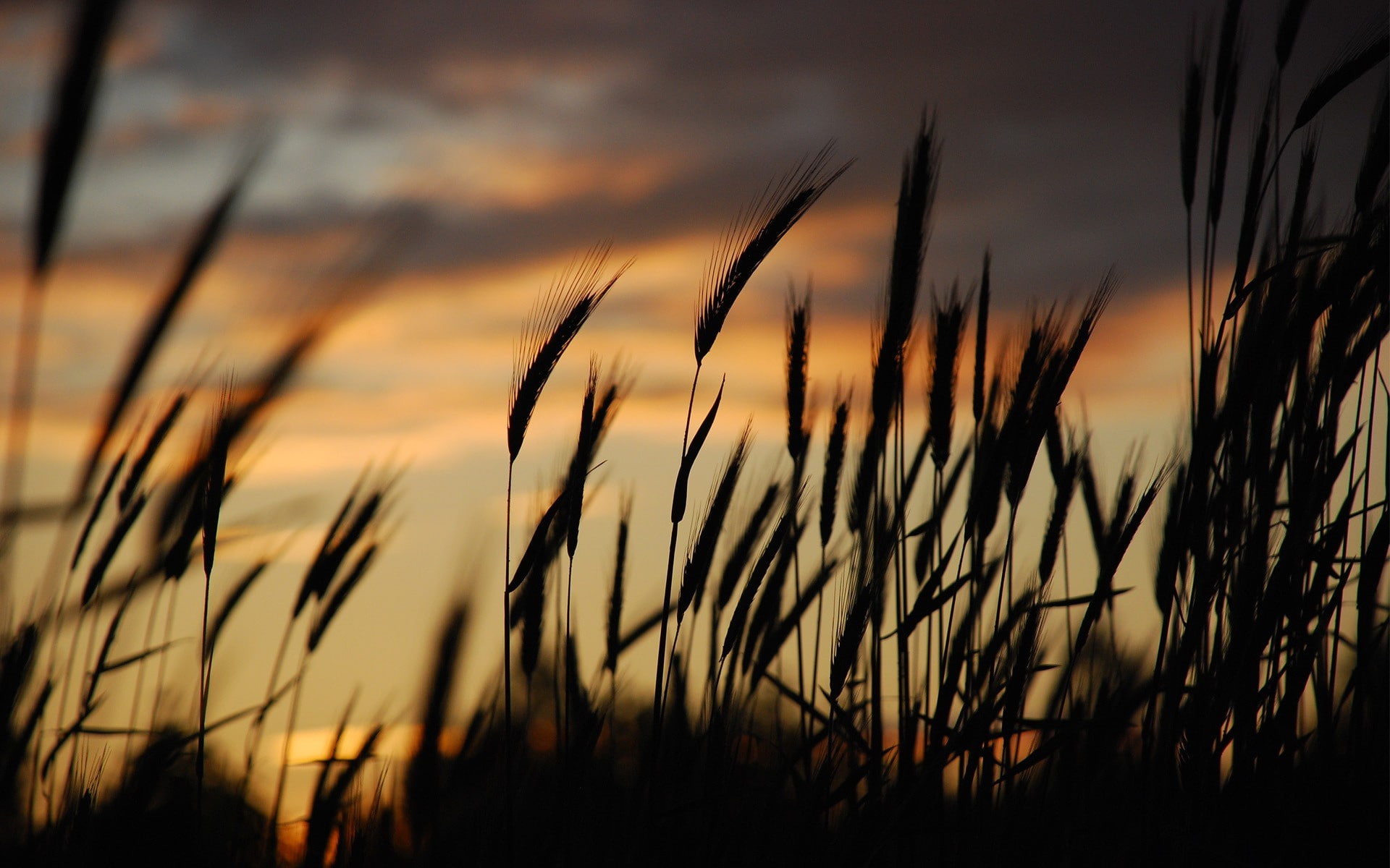 nature, macro, 1080P, spikelets, HD Wallpaper