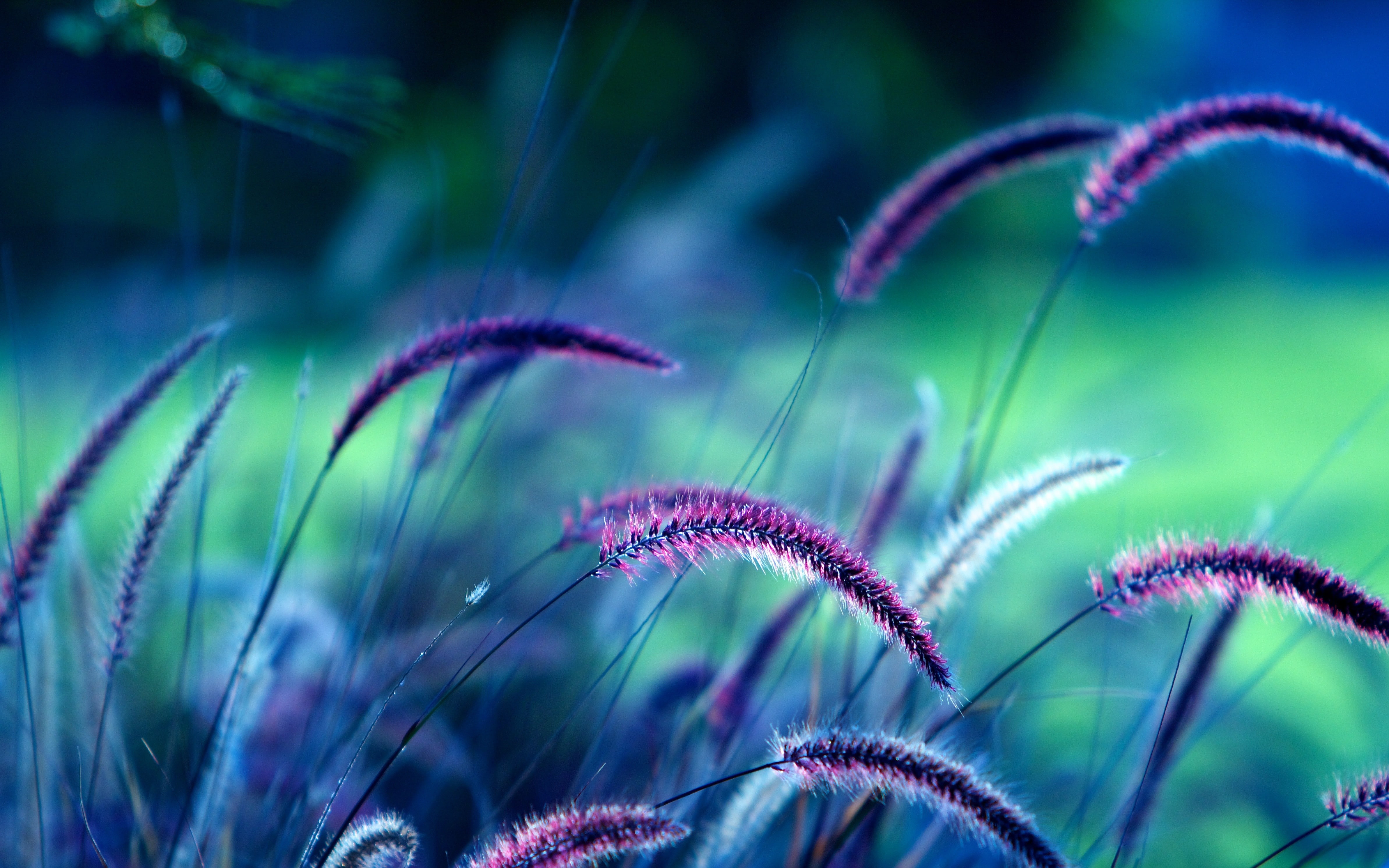 grass, 4K, spikelets, violet, plants, HD Wallpaper