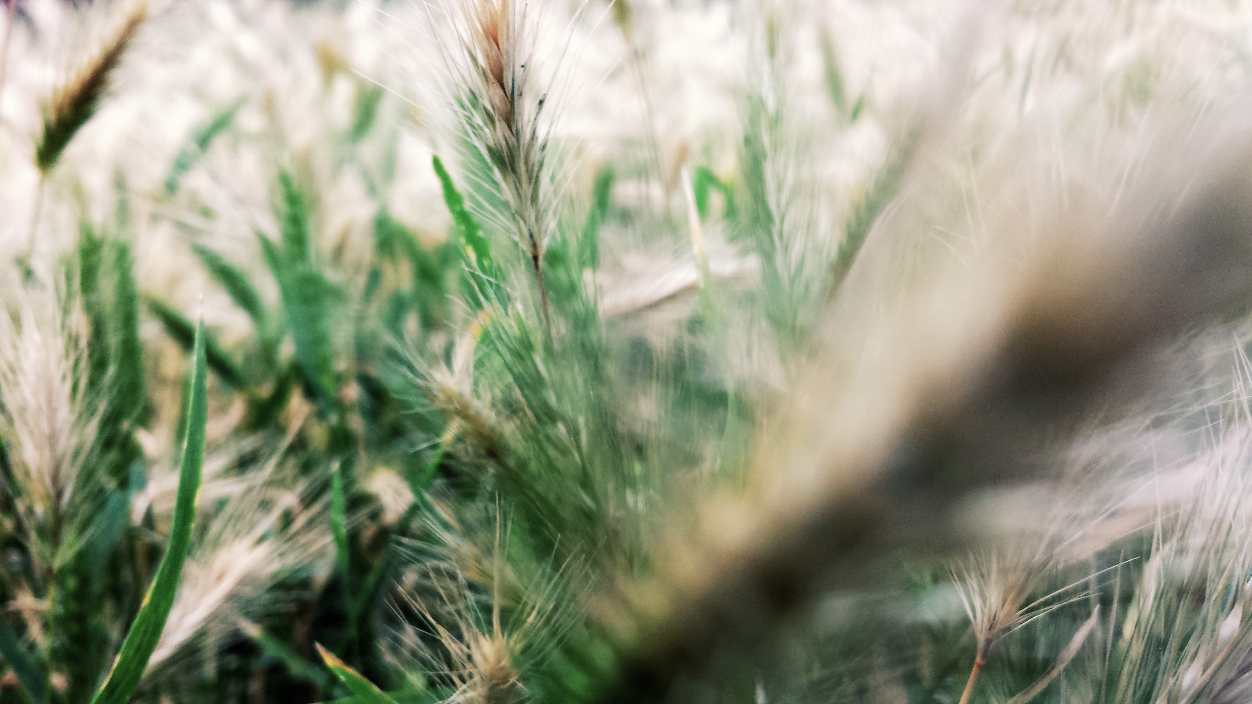 4K, spikelets, HD Wallpaper