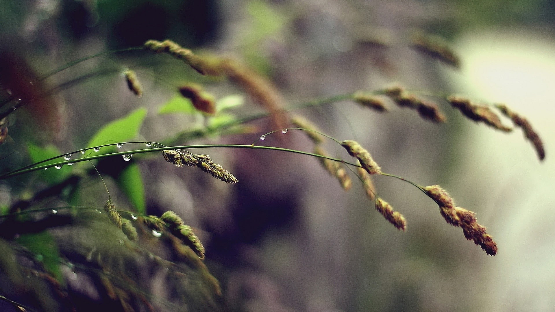 growth, beauty in nature, 1080P, plant stem, tranquility, plant part, wet, twig, selective focus, spikelets, coniferous tree, tree, focus on foreground, HD Wallpaper