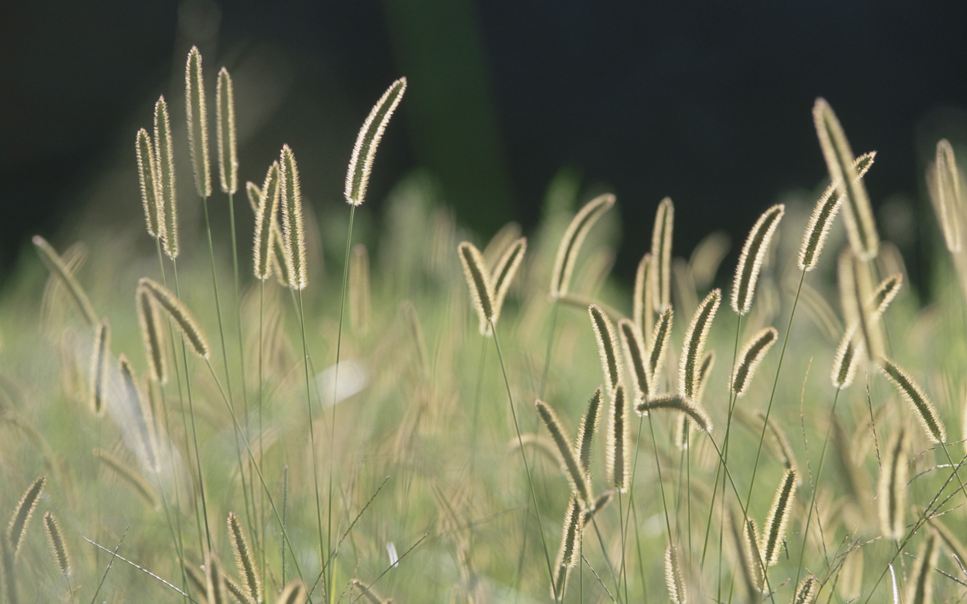 plants, grass, nature, spikelets, 2K, HD Wallpaper