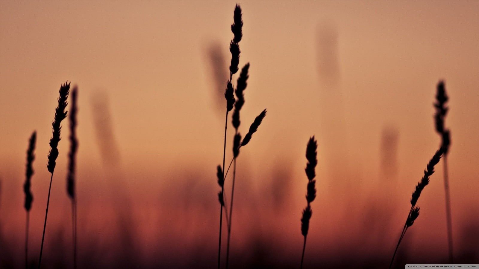 silhouette, spikelets, nature, 720P, HD Wallpaper