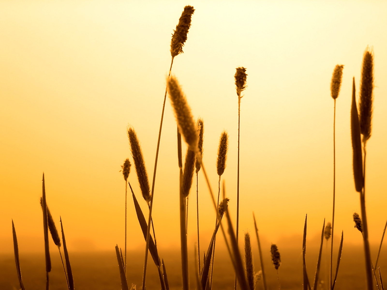 spikelets, sunset, nature, 720P, HD Wallpaper