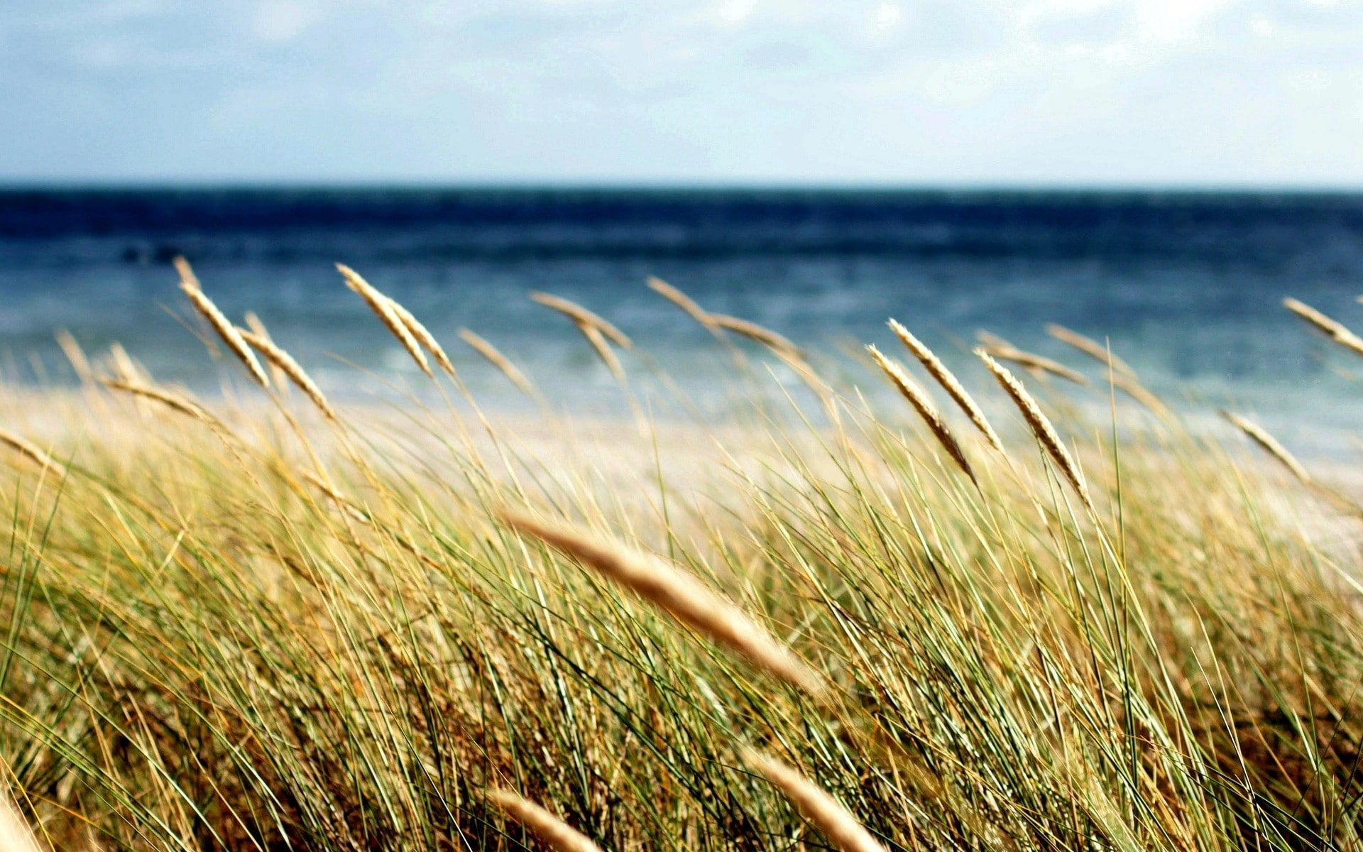 nature, 1080P, spikelets, landscape, HD Wallpaper