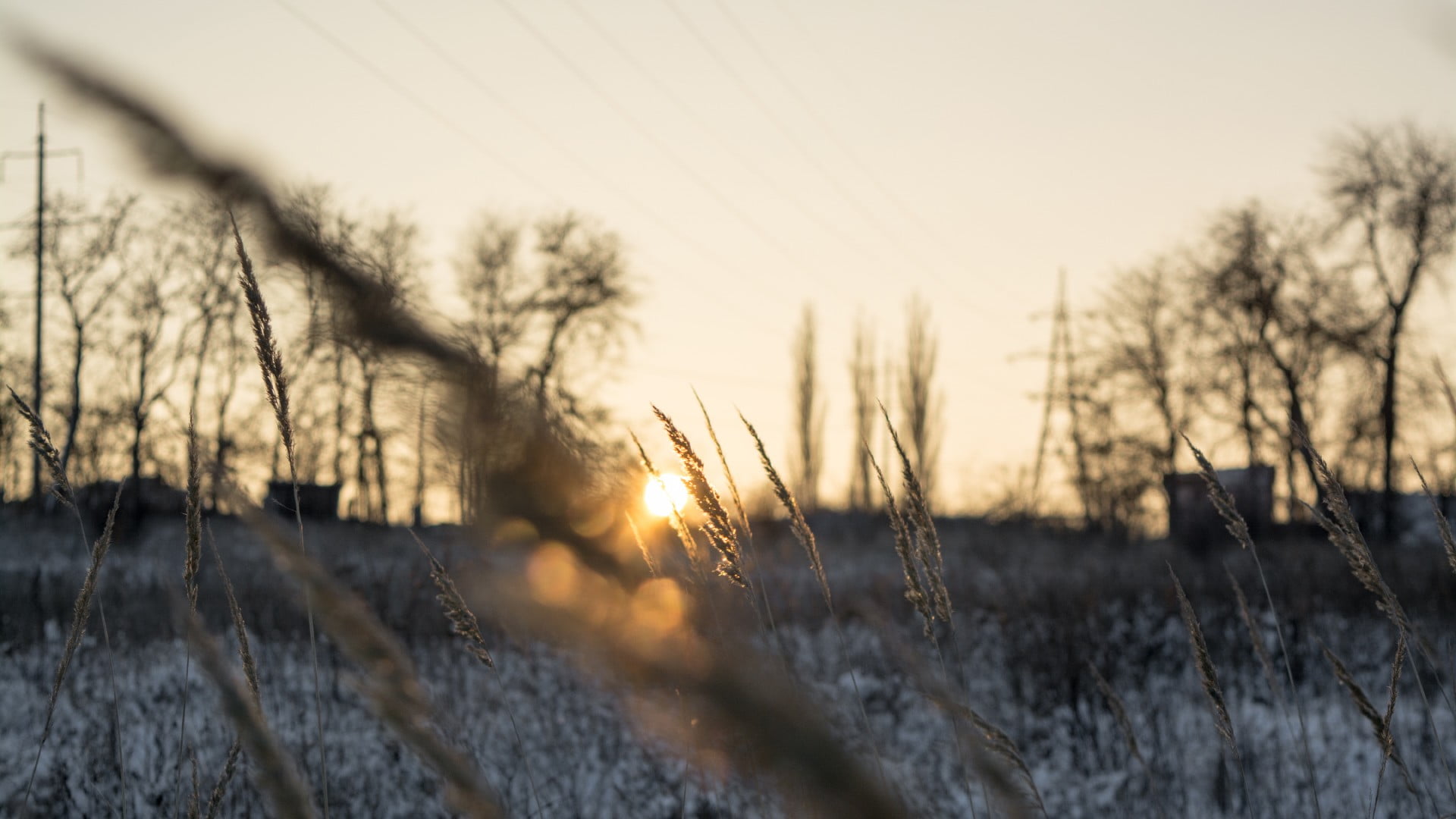 field, tranquil scene, plant, beauty in nature, sky, scenics - nature, wheat, brown, sunset, tranquility, landscape, depth of field, spikelets, selective focus, HD Wallpaper