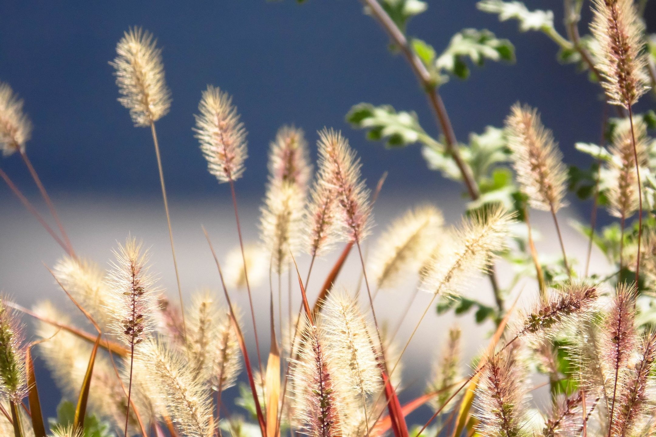 freshness, blue, plants, spikelets, timothy grass, close-up, sunlight, growth, grass, sky, tranquility, agriculture, 1080P, land, crop, focus on foreground, HD Wallpaper
